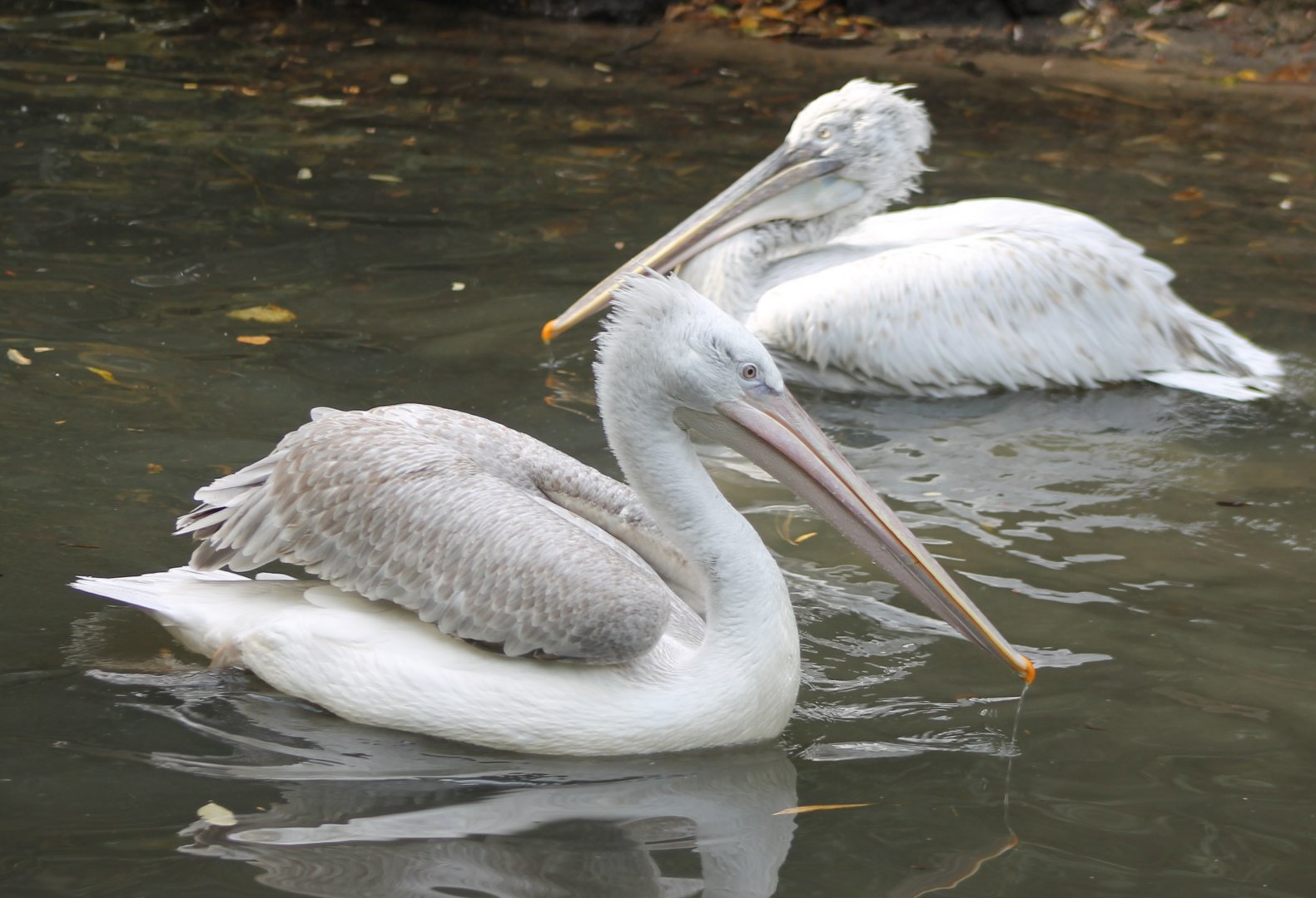 Caspian pelicans