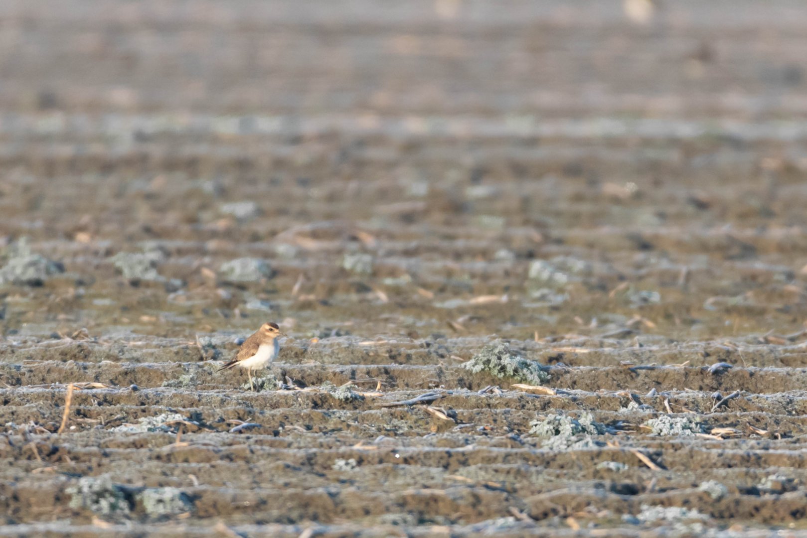 Caspian plover, Charadrius asiaticus