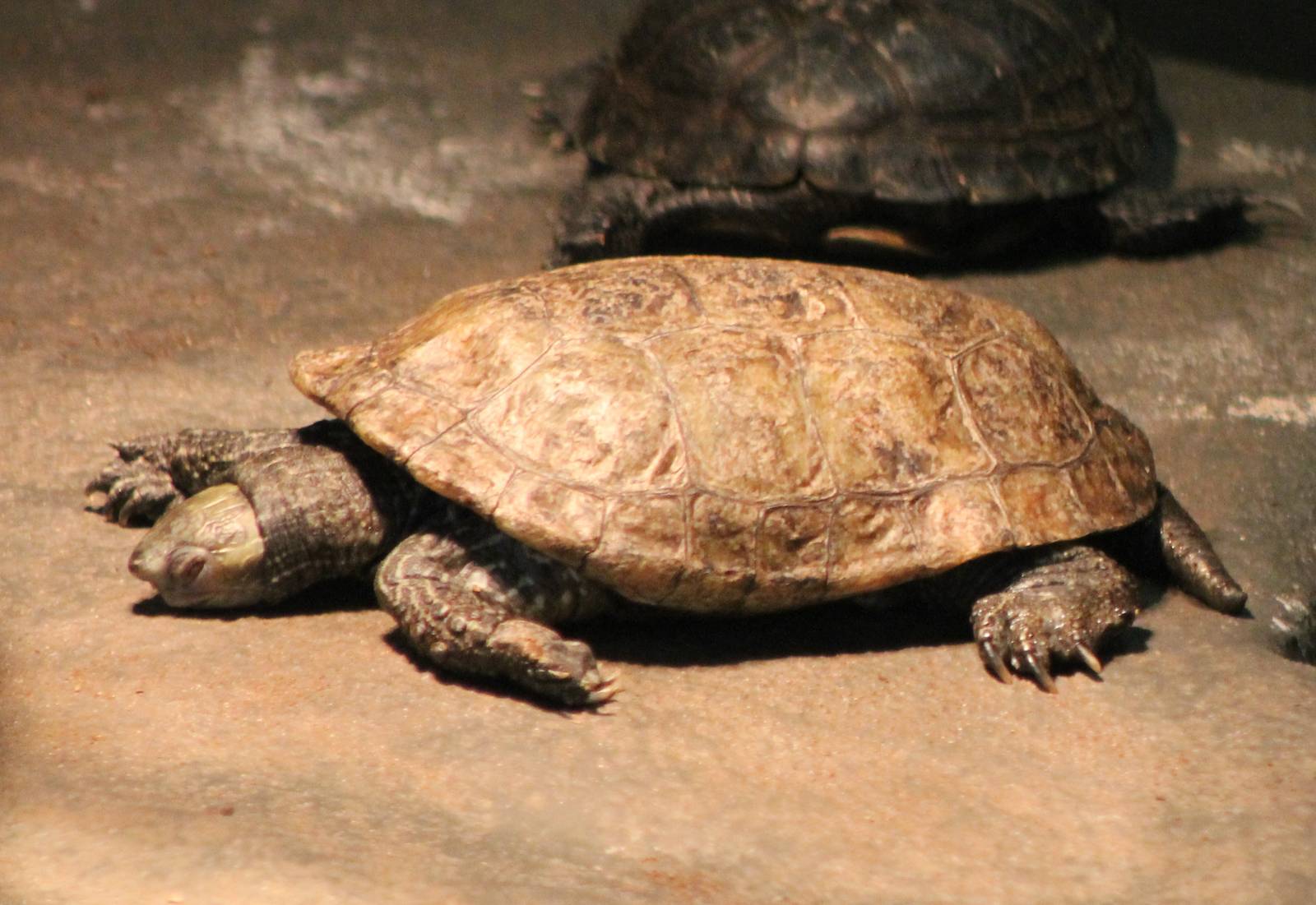 caspian pond turtle