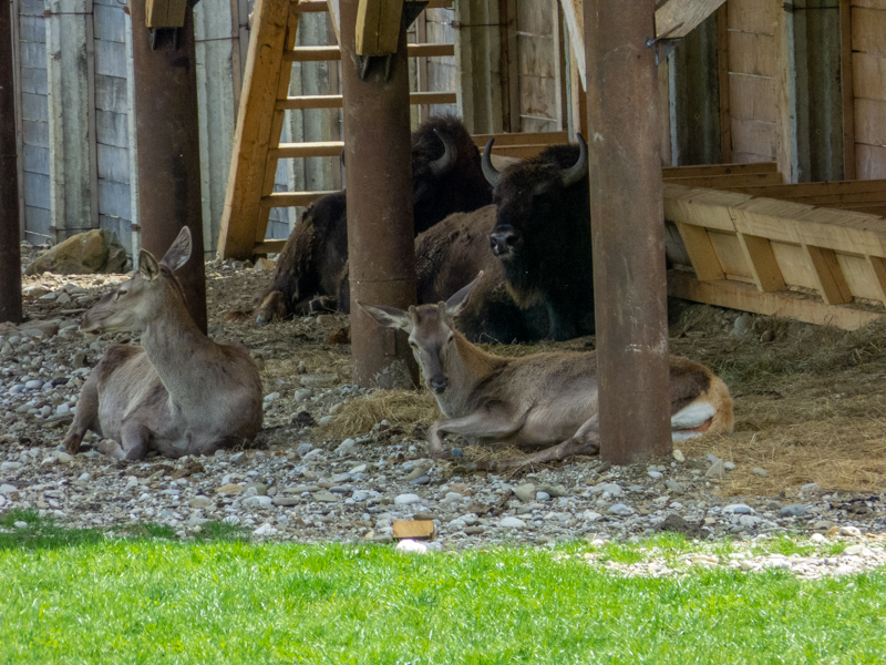 Caspian red deer (Cervus elaphus maral)