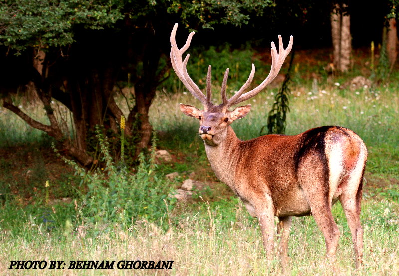 caspian red deer