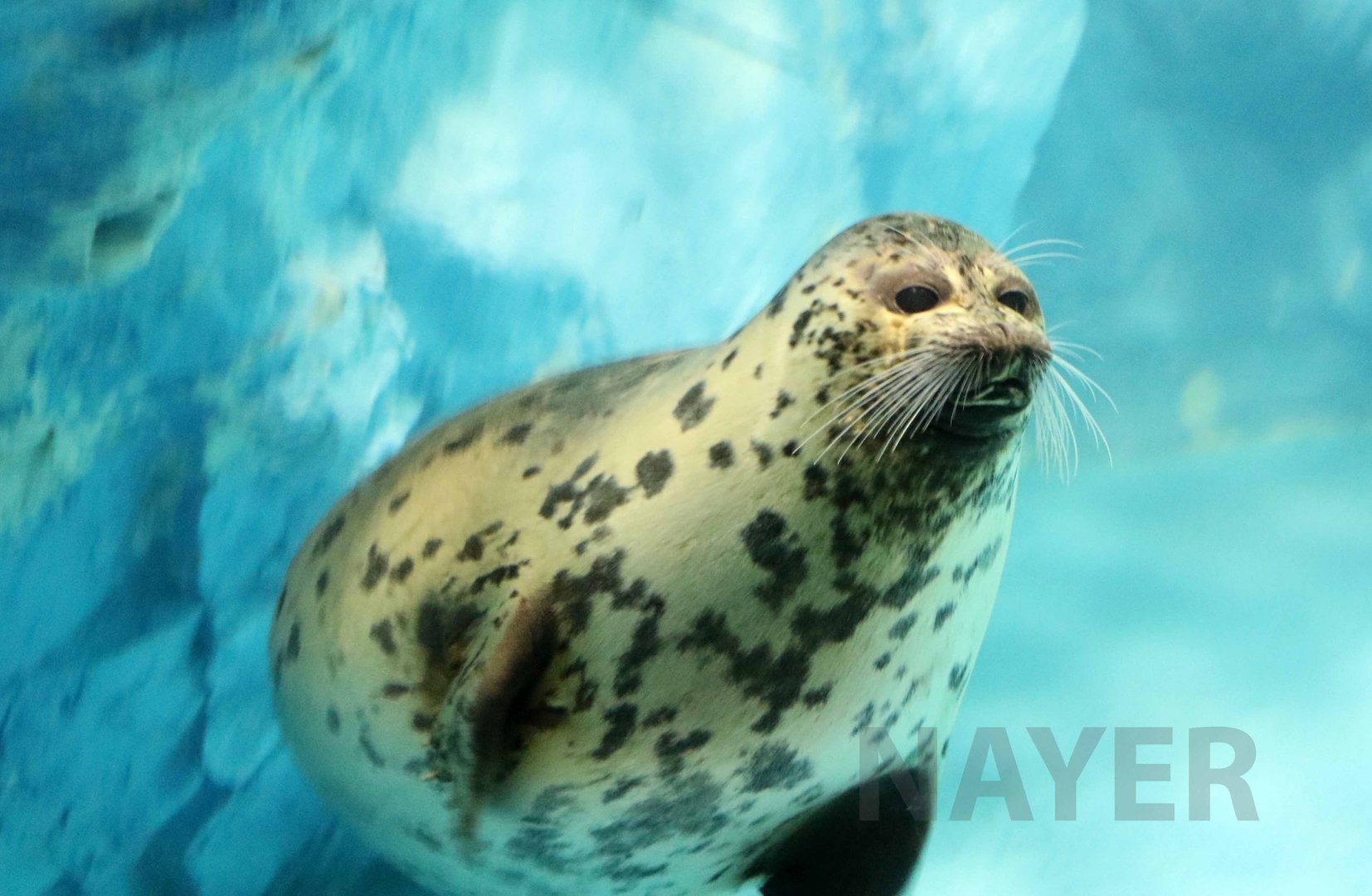 Caspian seal, October 2017