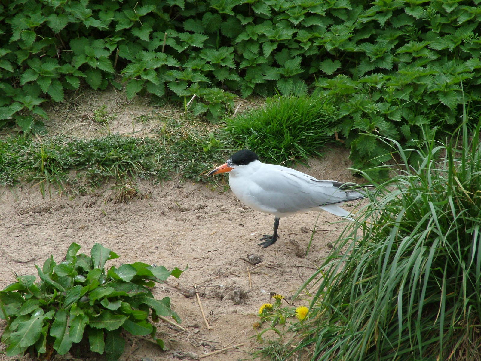 Caspian Tern at Living Coasts 10/04/09