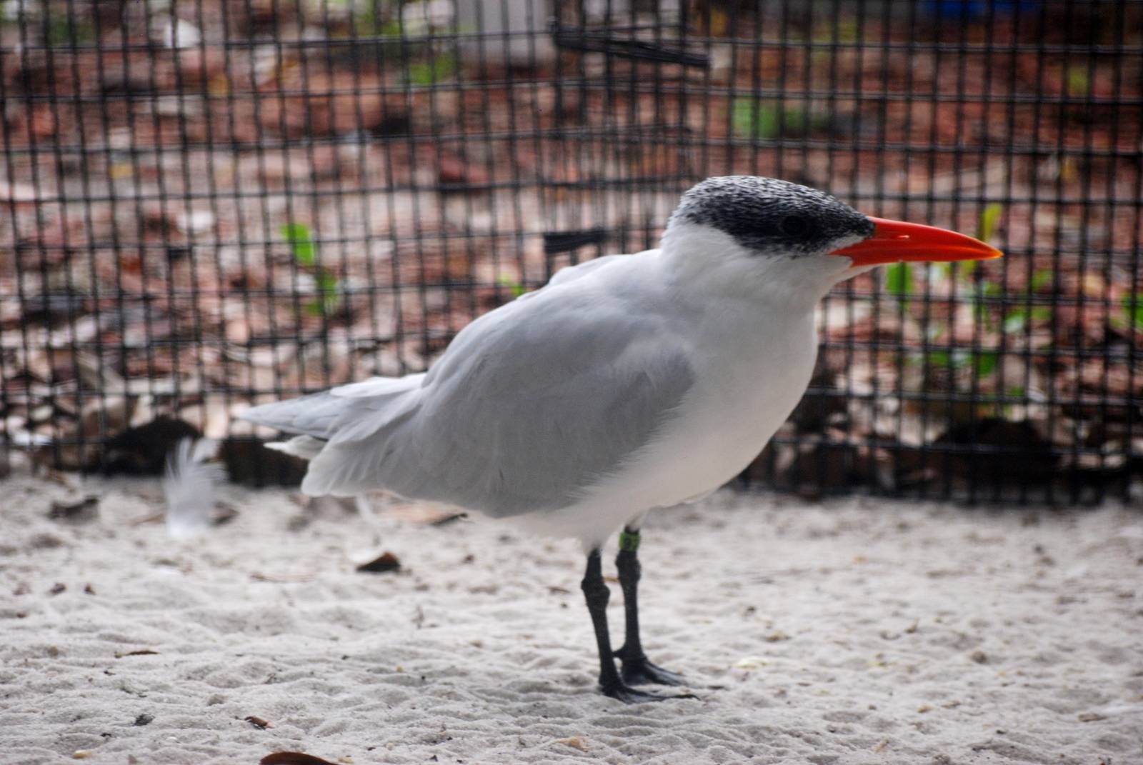 Caspian Tern at Peace River Wildlife Centre, 09/10/13