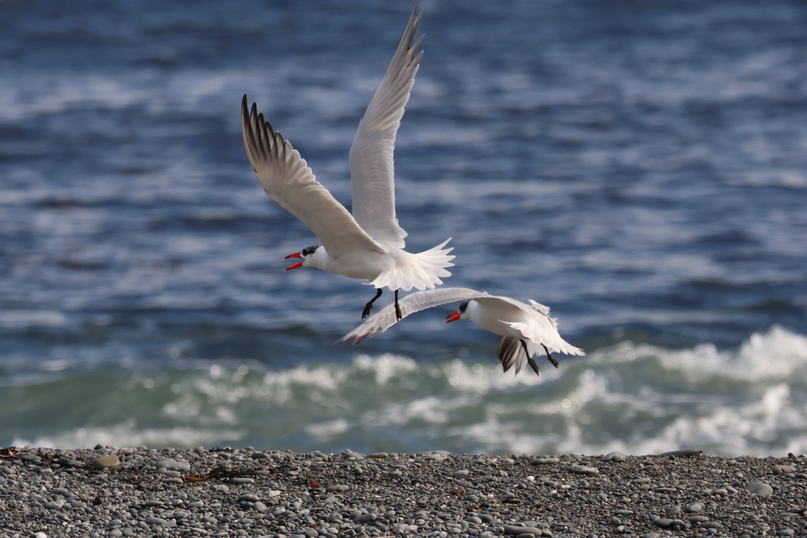 Caspian Tern (Hydroprogne caspia) juvenile & adult, Pencarrow Coast Road (Lower Hutt, Wellington)