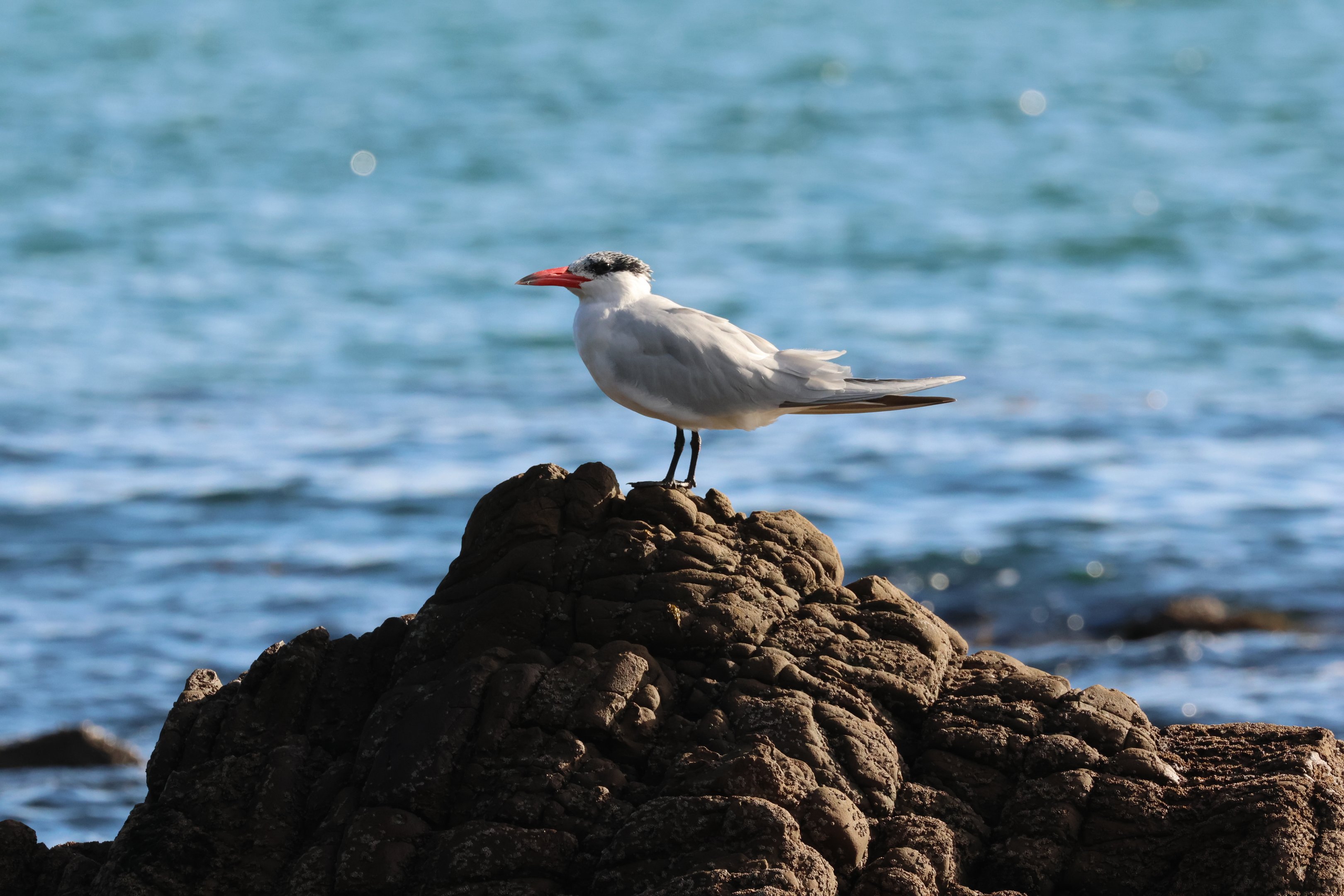 Caspian Tern (Hydroprogne caspia), Pencarrow Coast Road (Lower Hutt, Wellington)