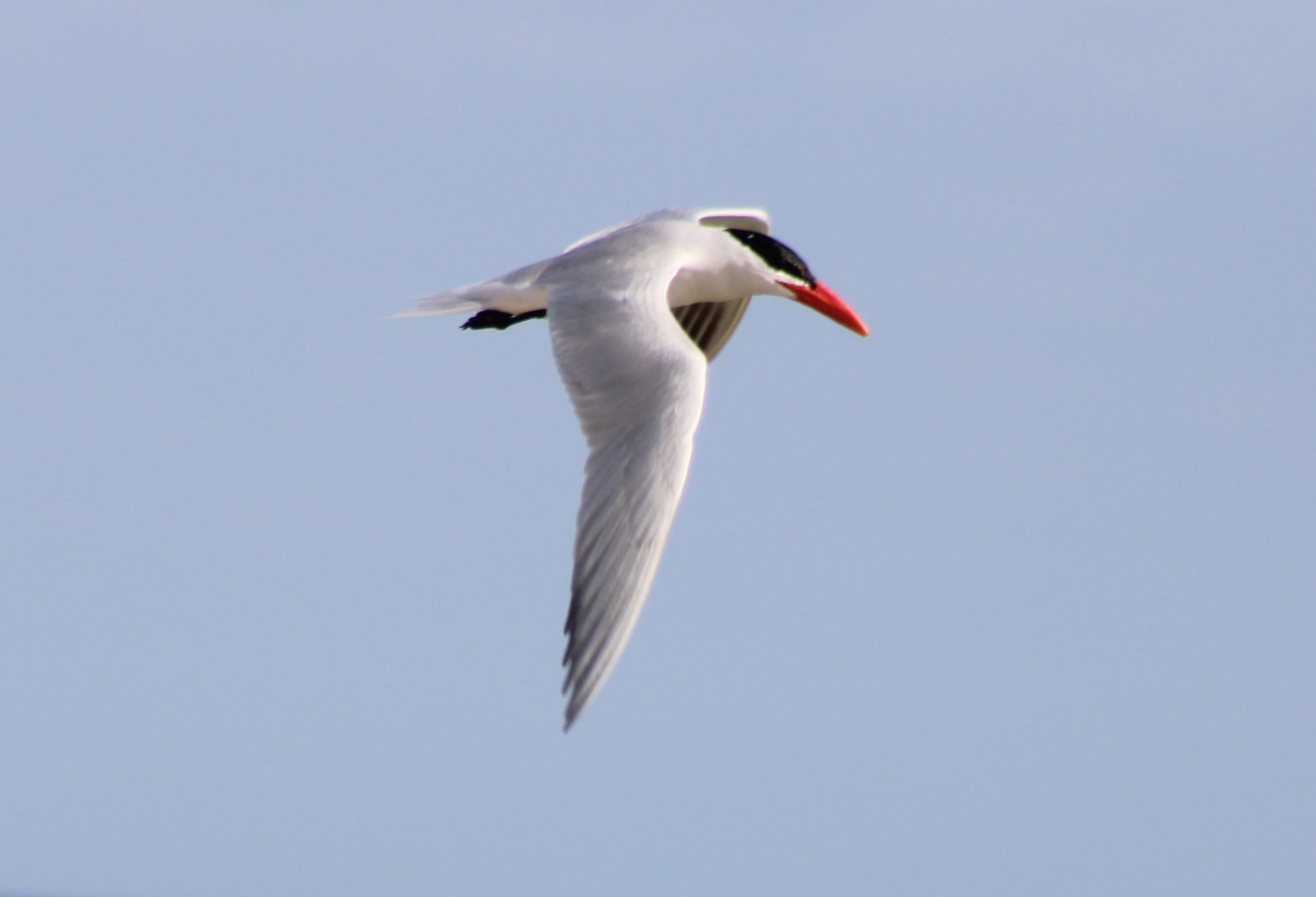 Caspian tern - Hydroprogne caspia