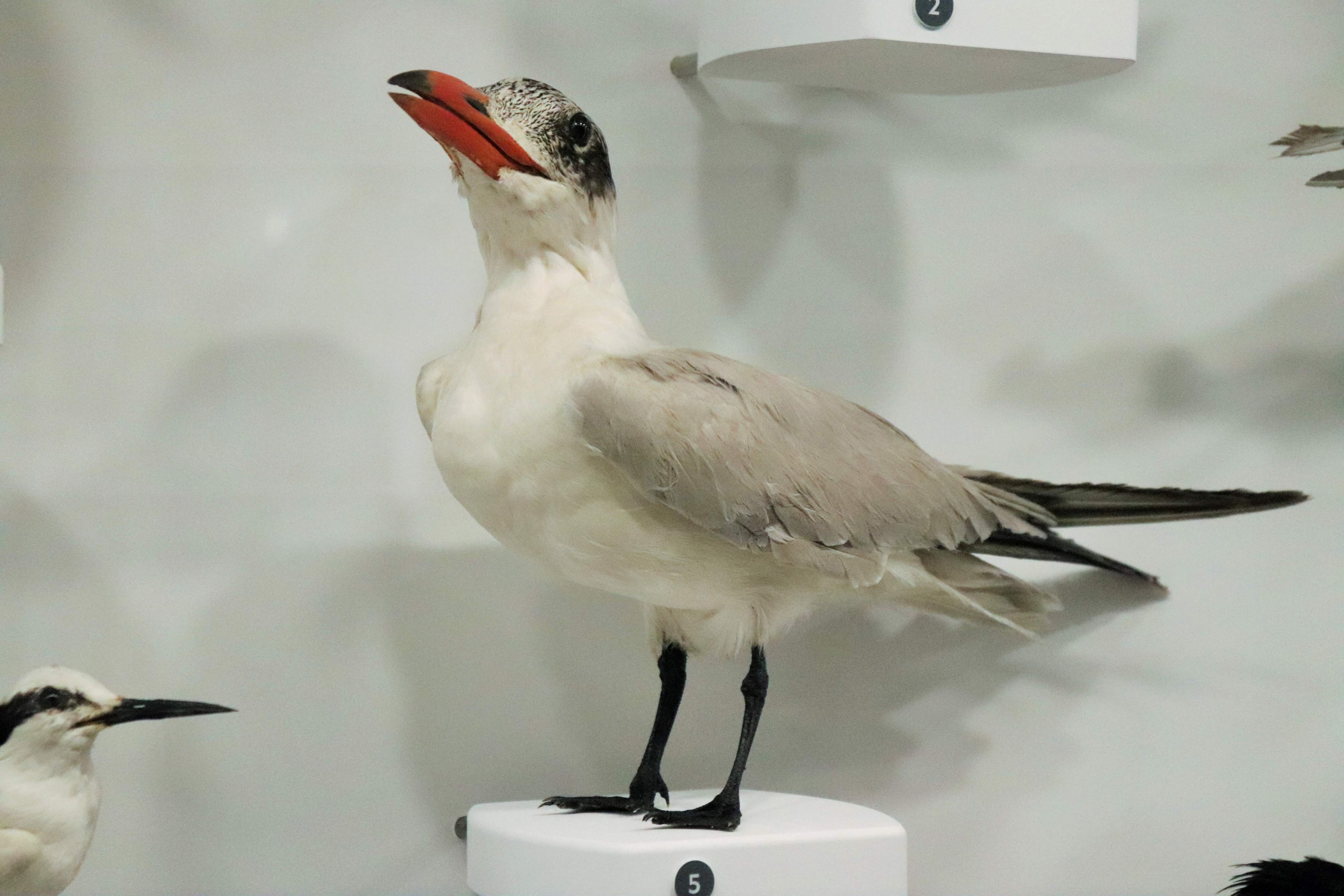 Caspian Tern (Hydroprogne caspia)