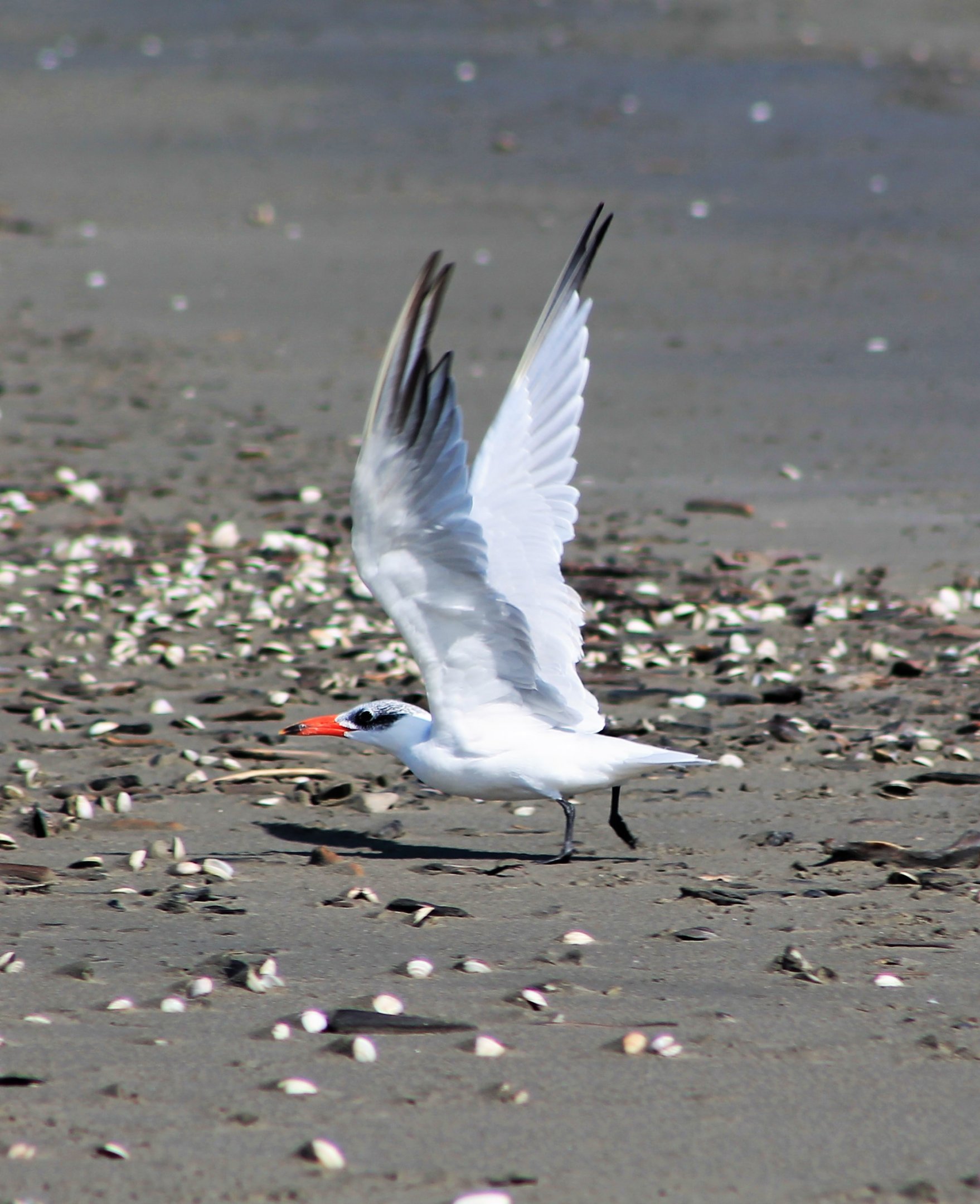 Caspian Tern (Hydroprogne caspia)