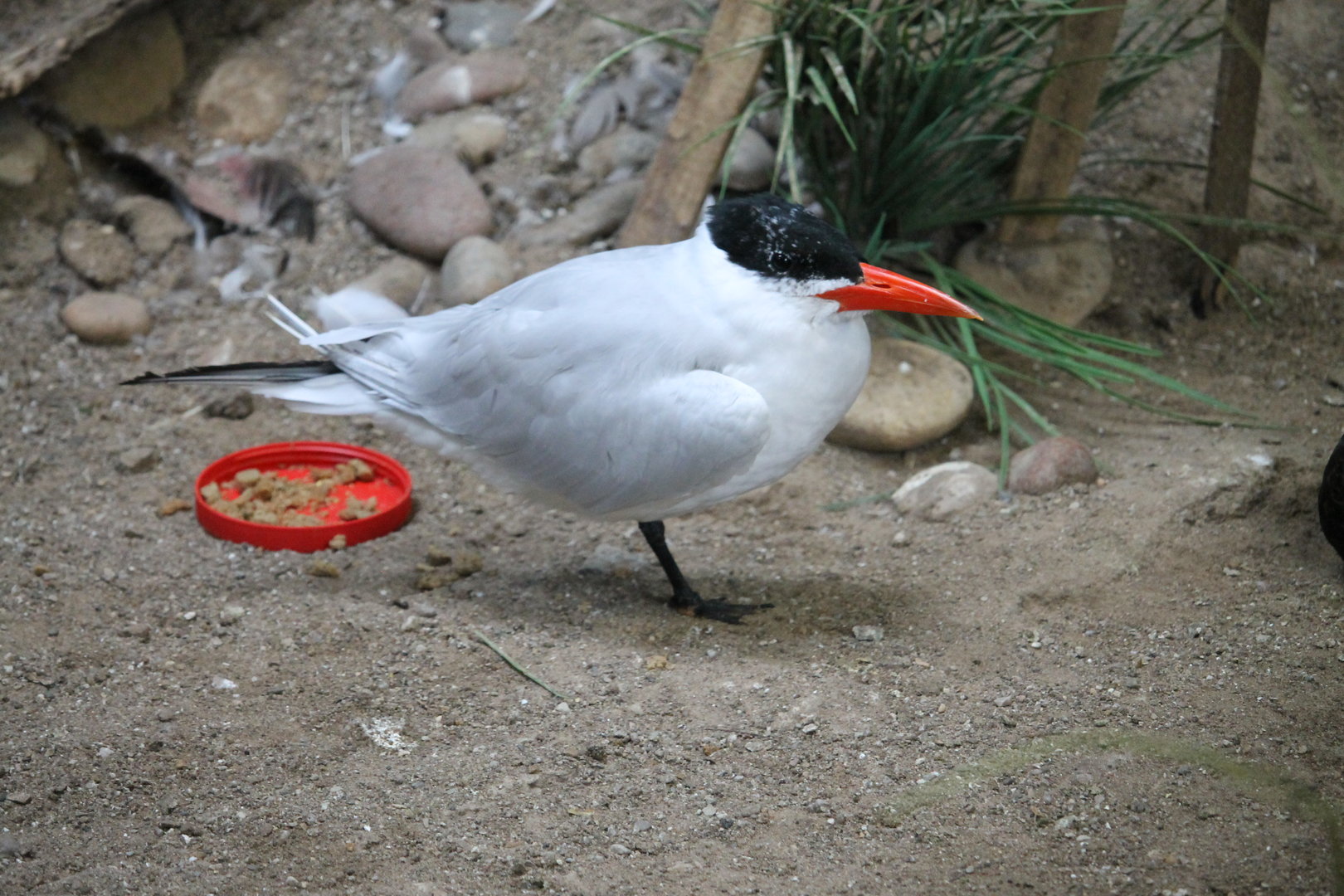 Caspian tern (Hydroprogne caspia)