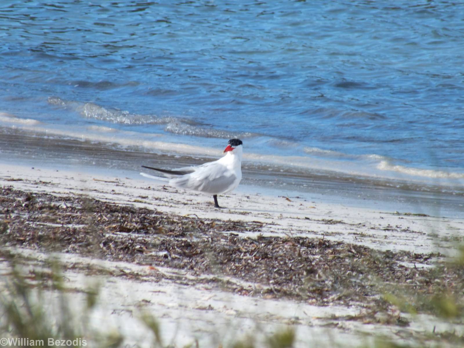 Caspian Tern - Rottnest Island