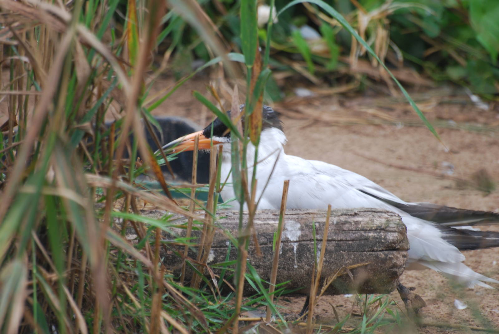 Caspian tern