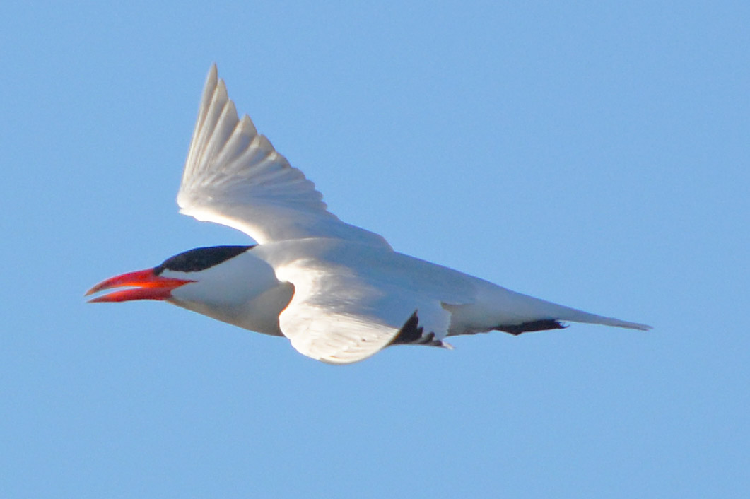Caspian tern