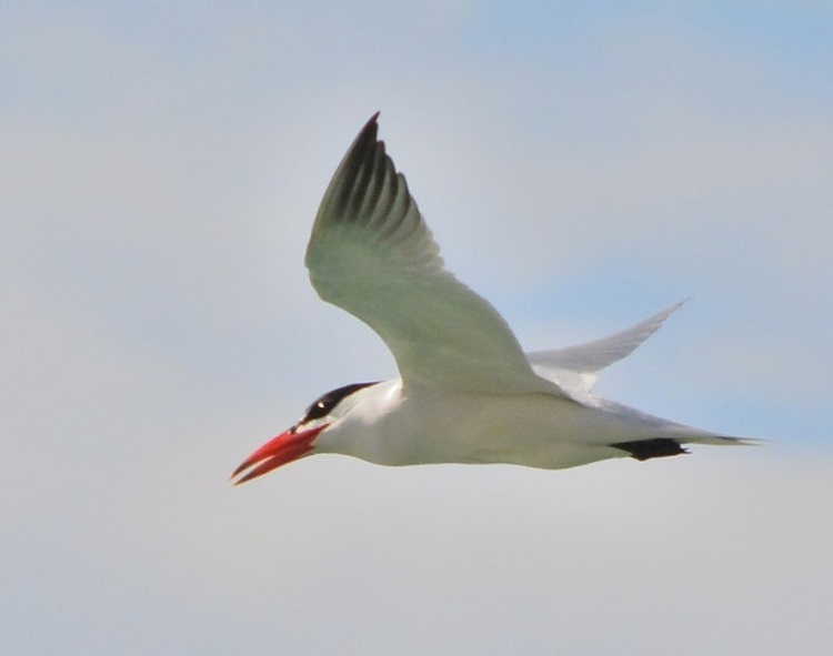 Caspian tern