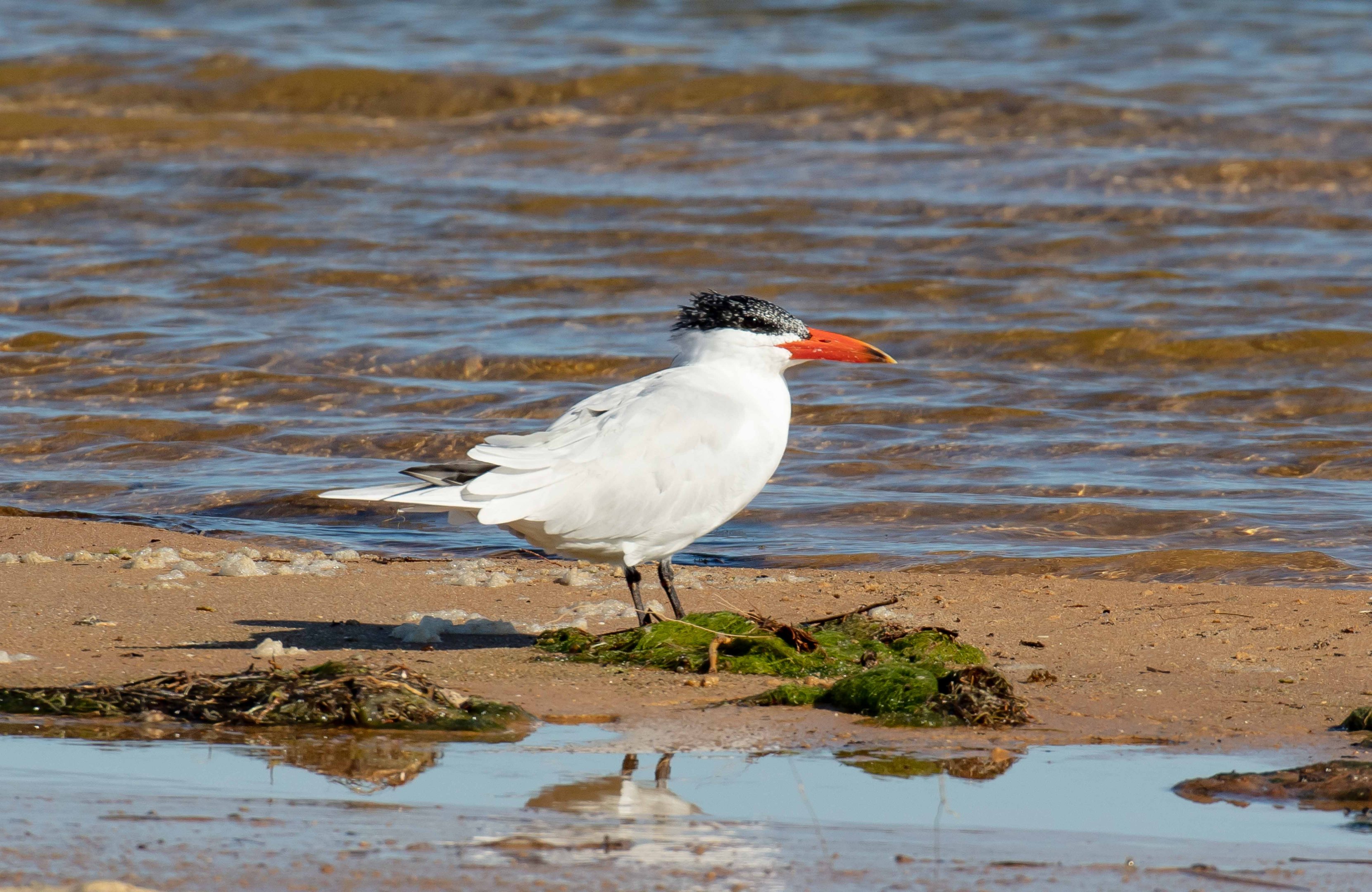 Caspian Tern