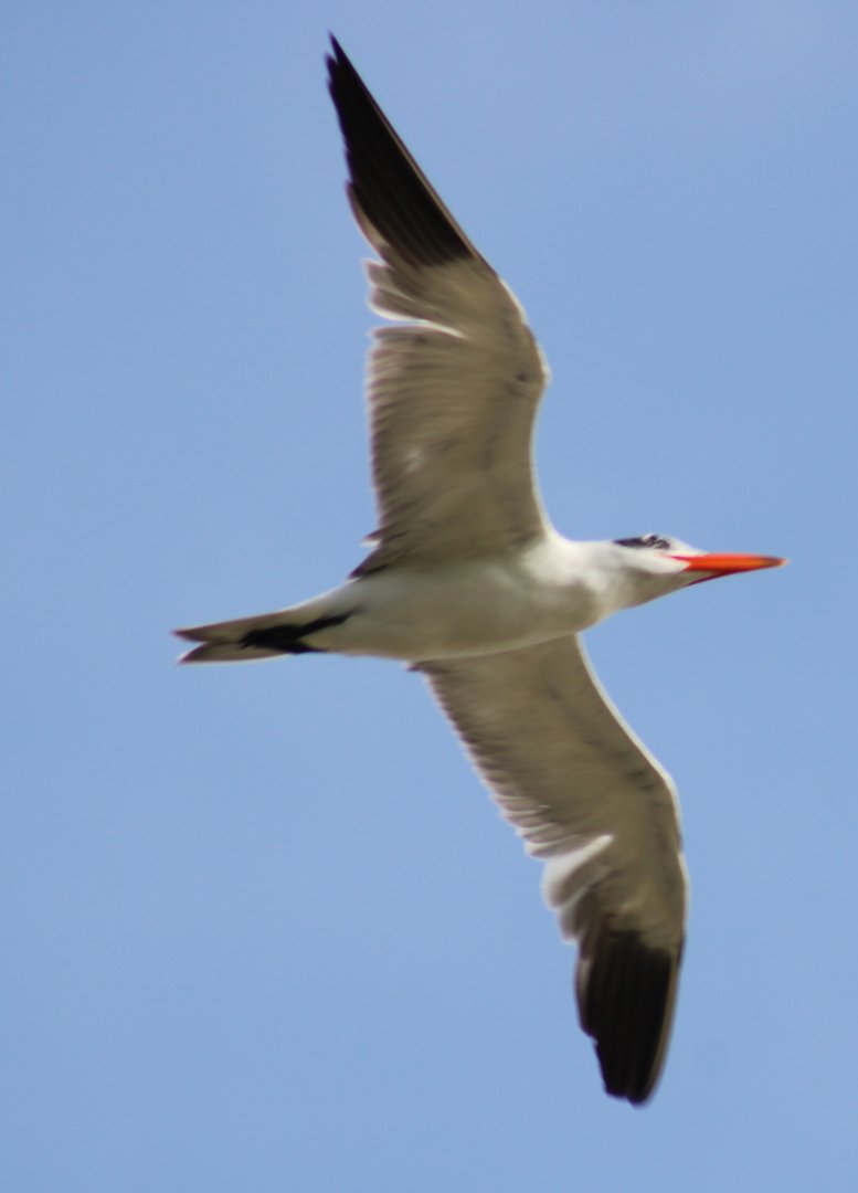 Caspian tern