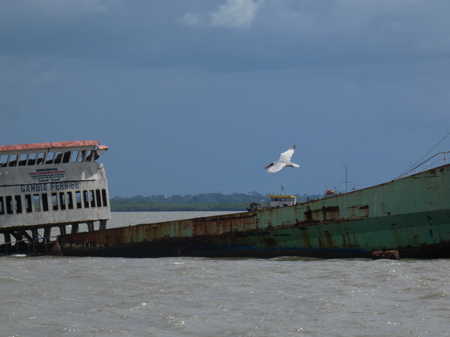 Caspian tern