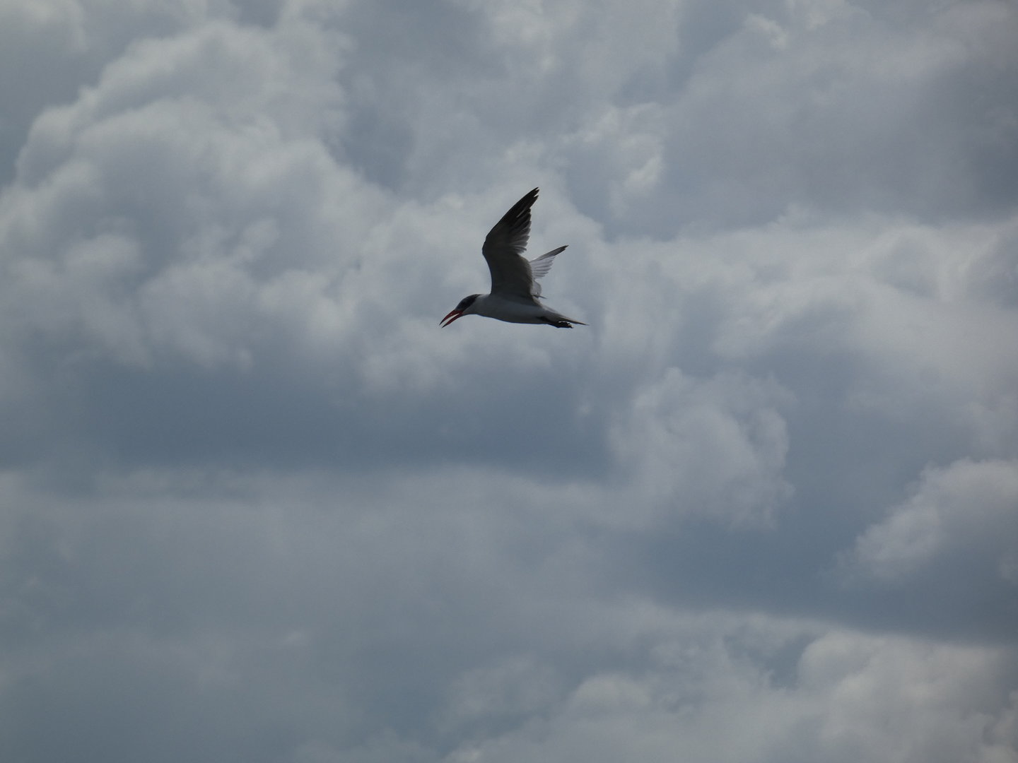 Caspian tern