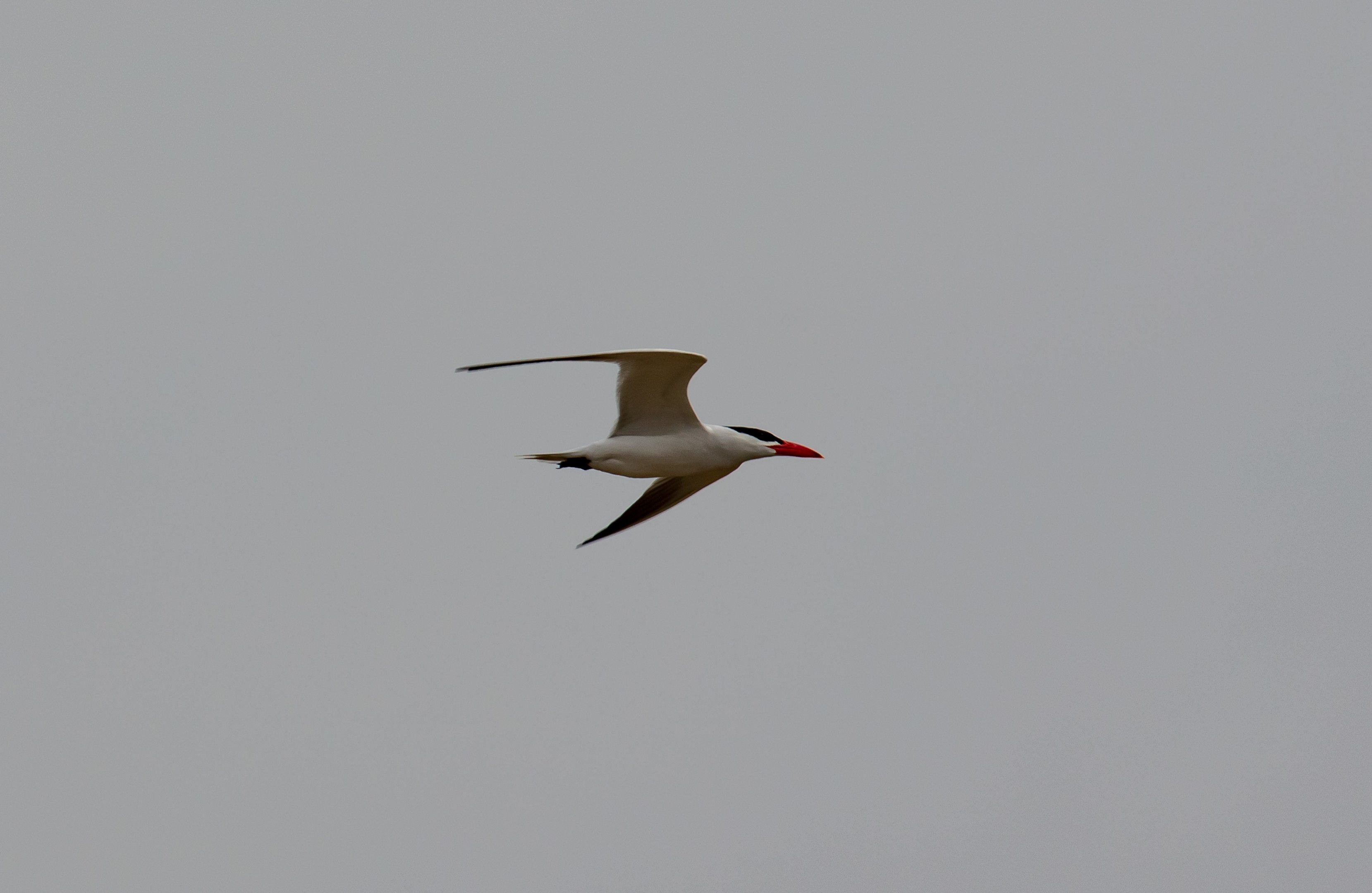 Caspian Tern