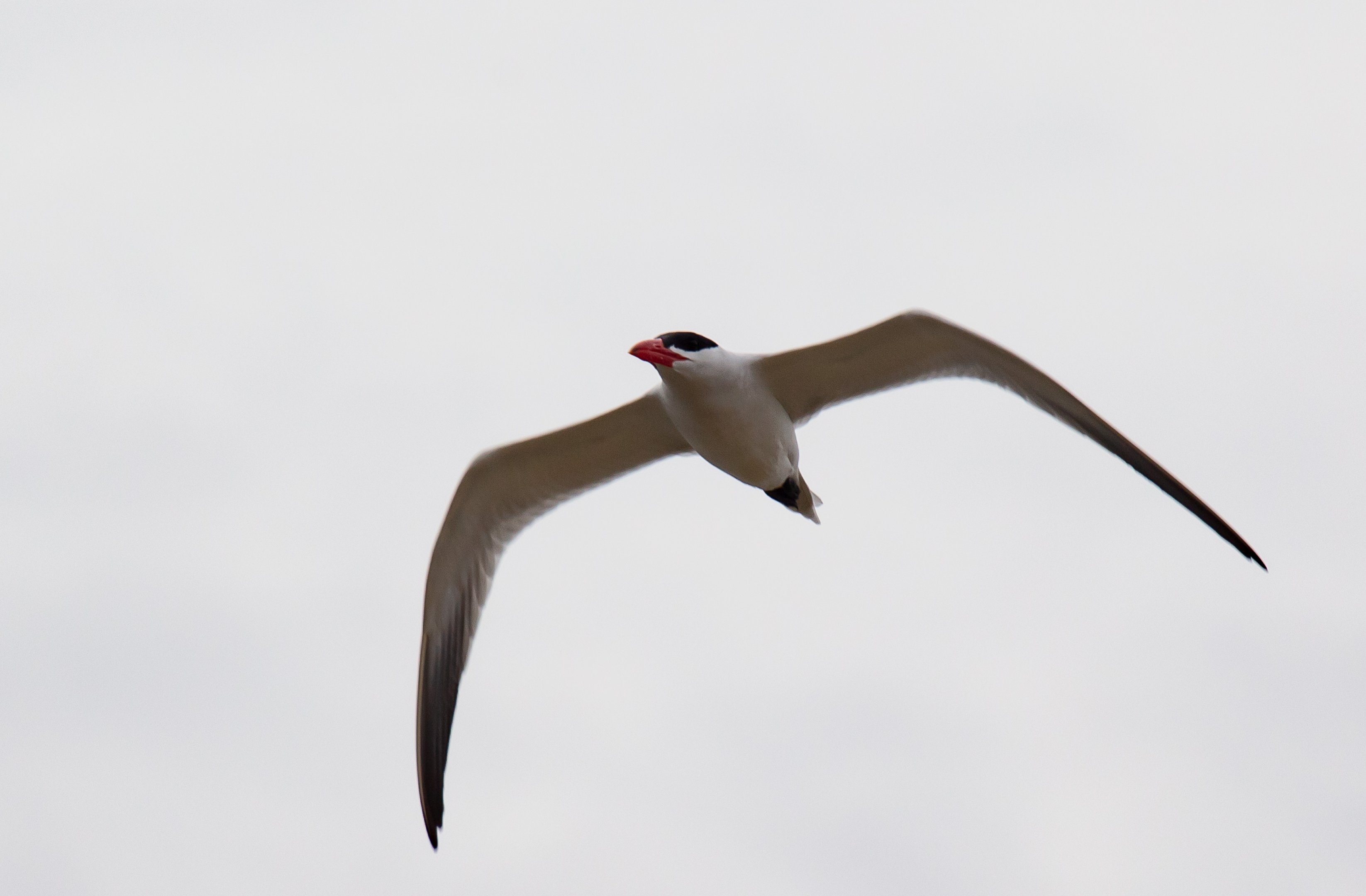 Caspian Tern