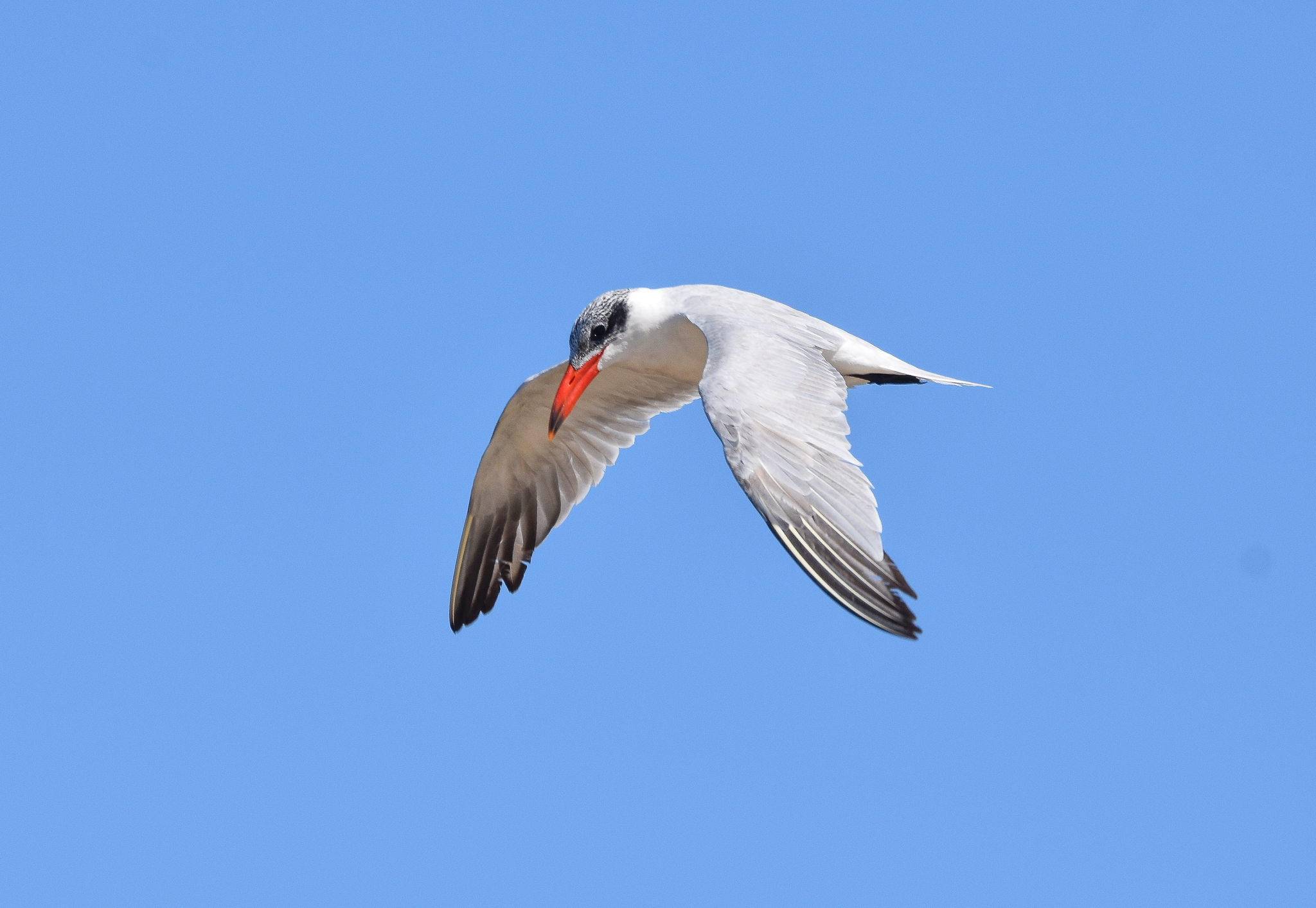 Caspian Tern