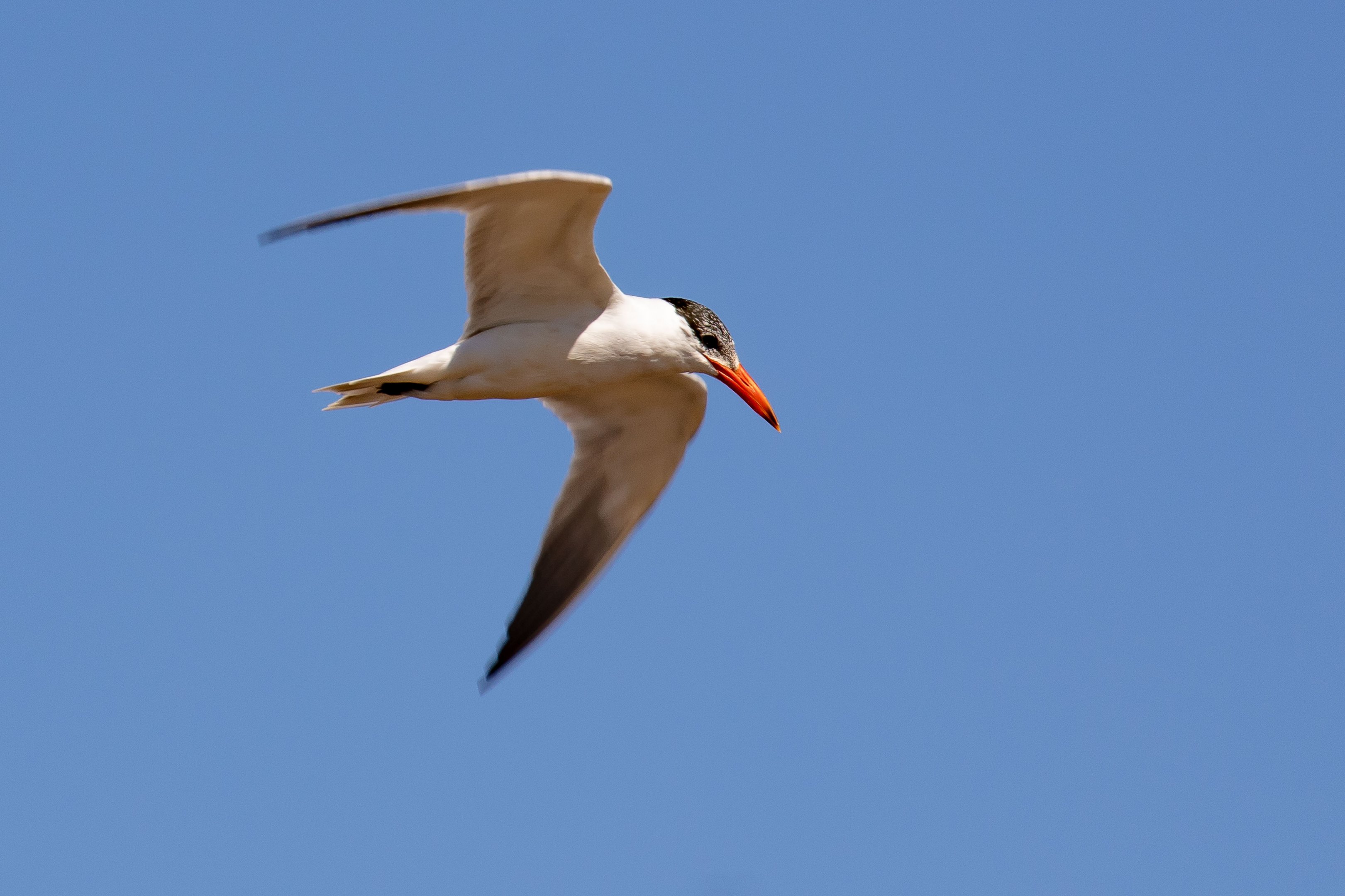 Caspian Tern