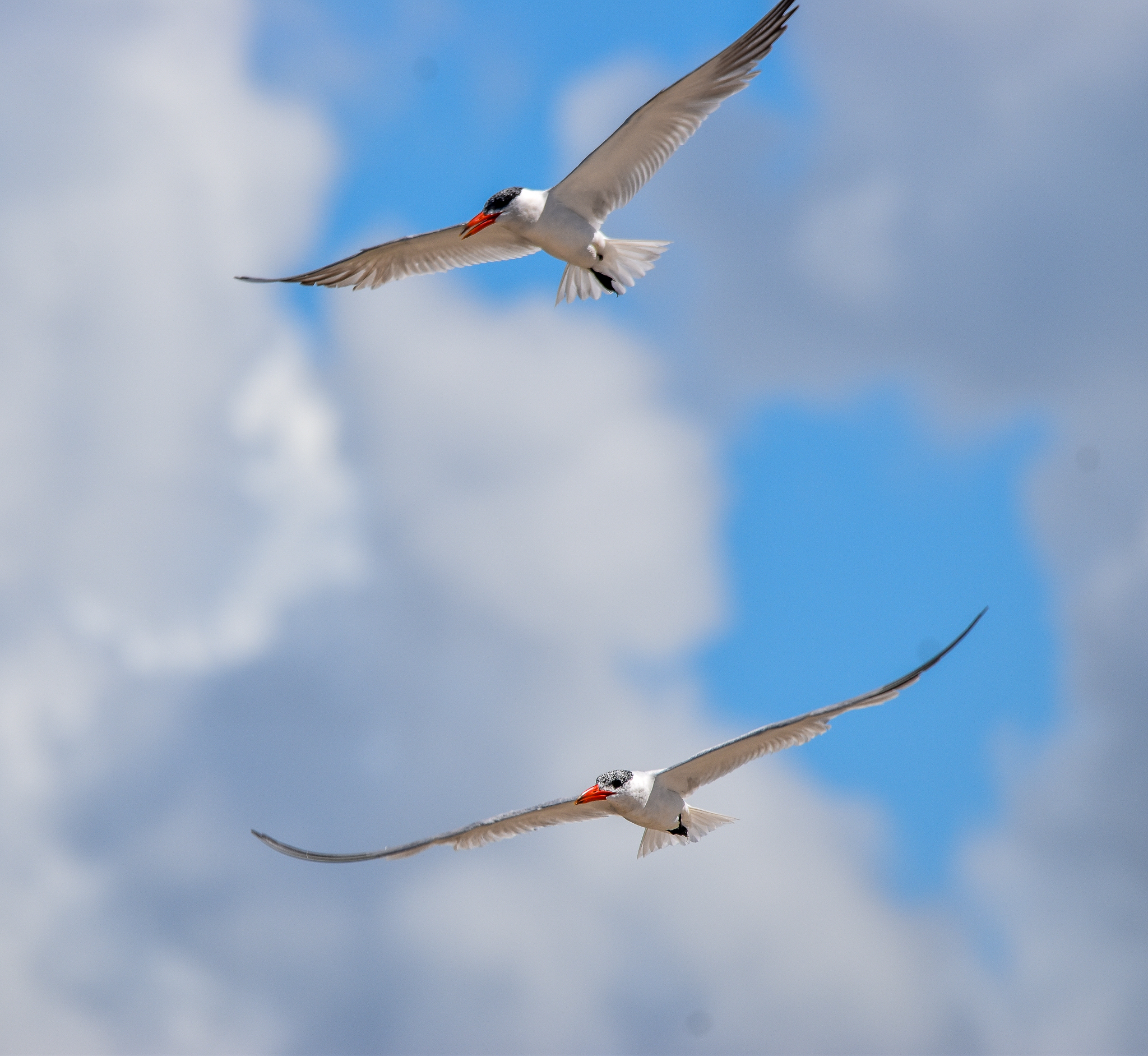 Caspian Terns