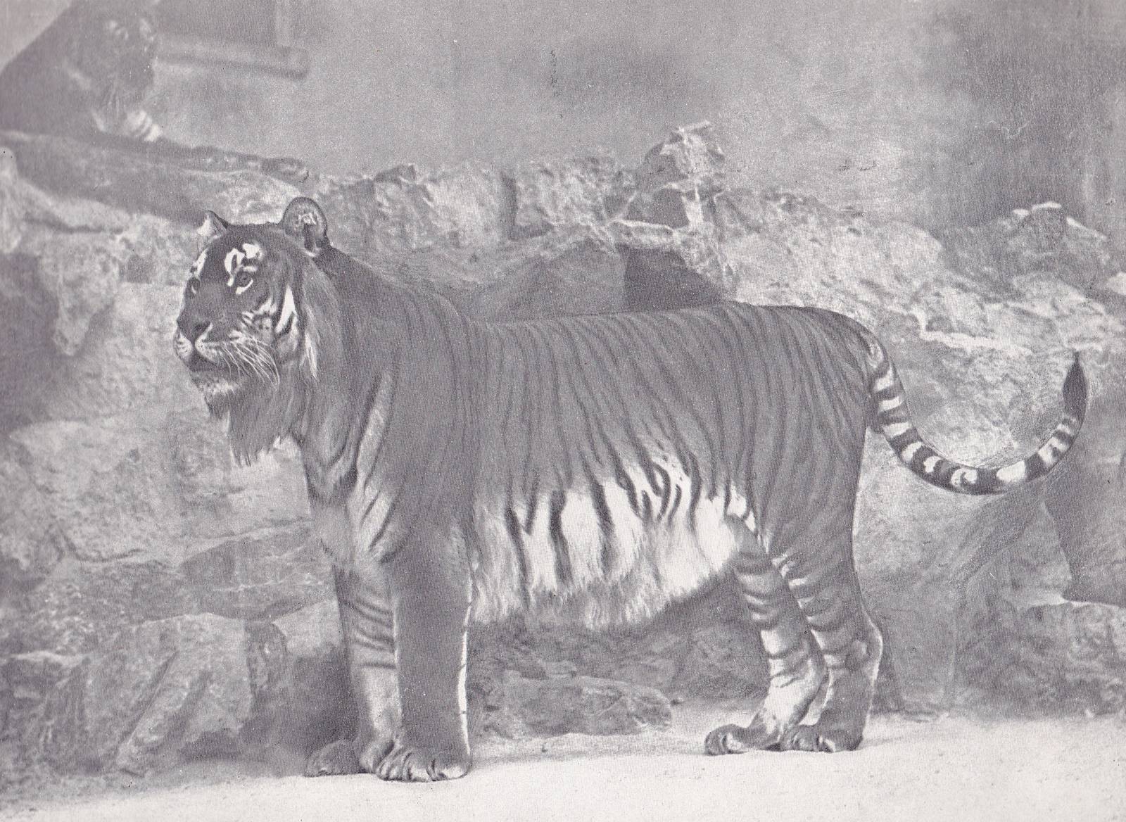 Caspian tigers