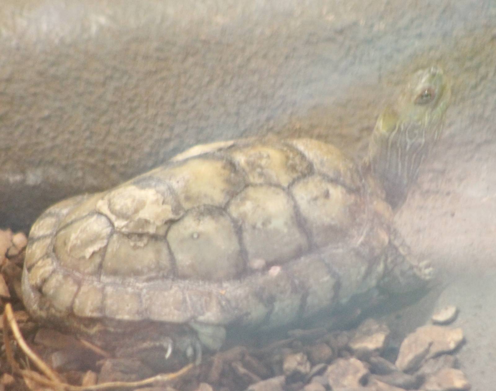 Caspian turtle
