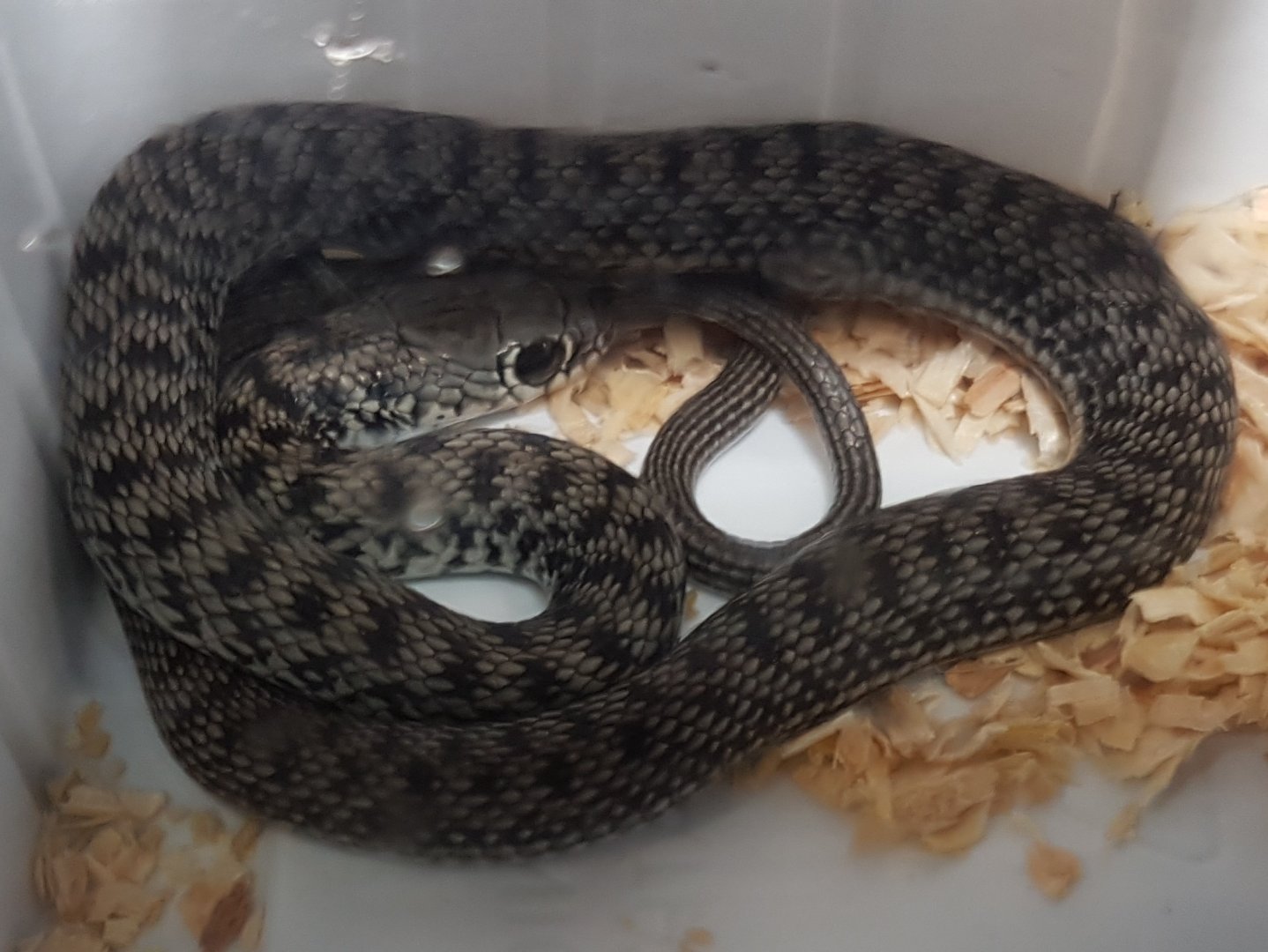Caspian whip snake - Dolicophis caspius