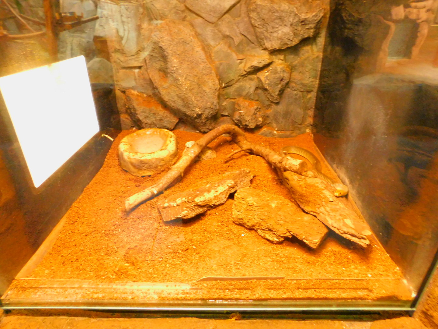 Caspian whip snake (?) enclosure