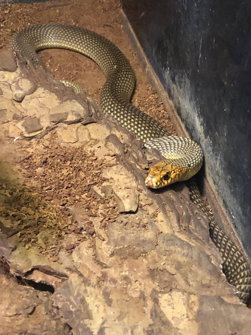 Caspian whipsnake