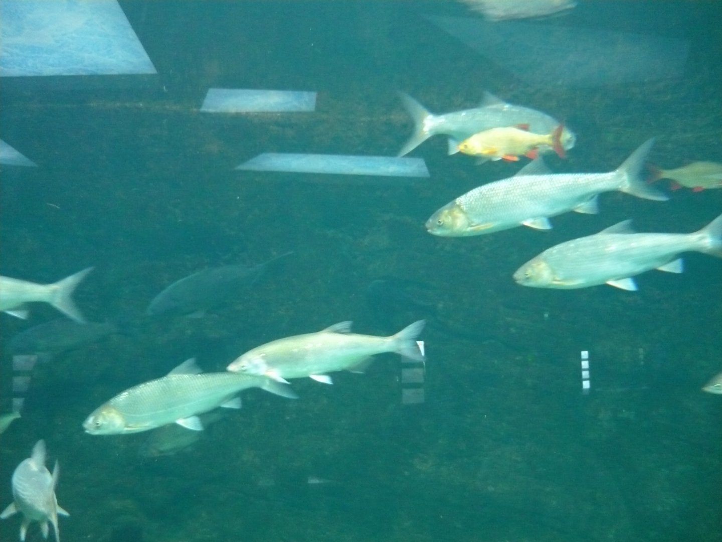 Caspian white fish and Common rudd