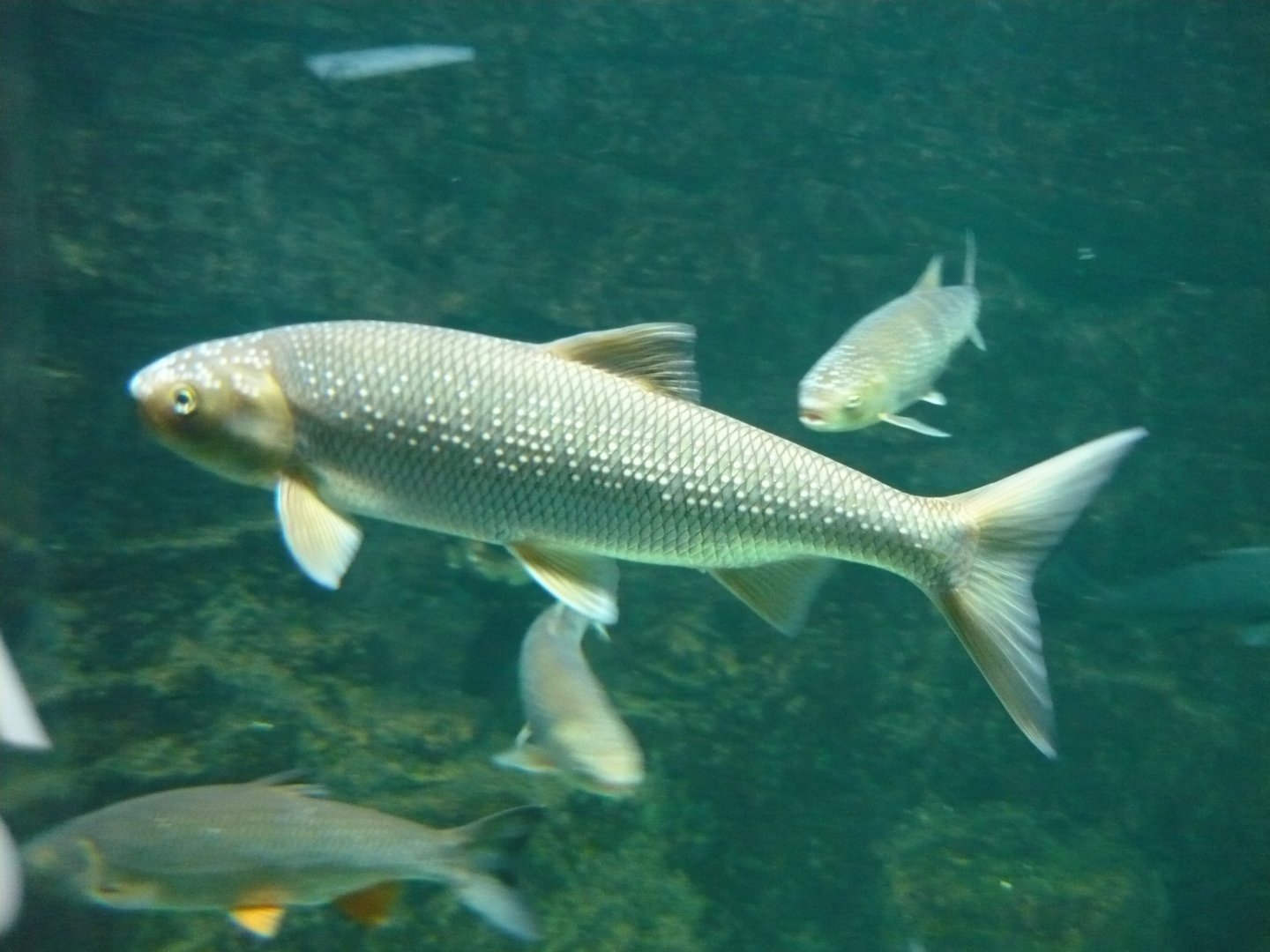 Caspian white fish