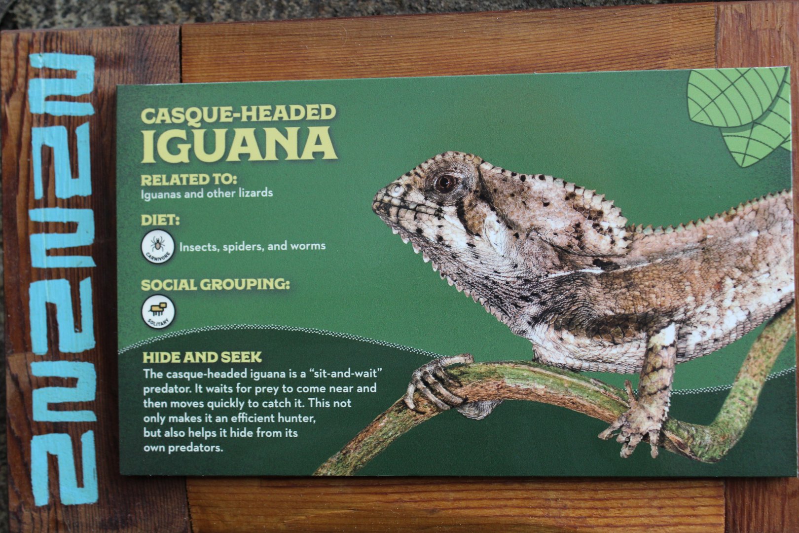 Casque-Headed Iguana Signage