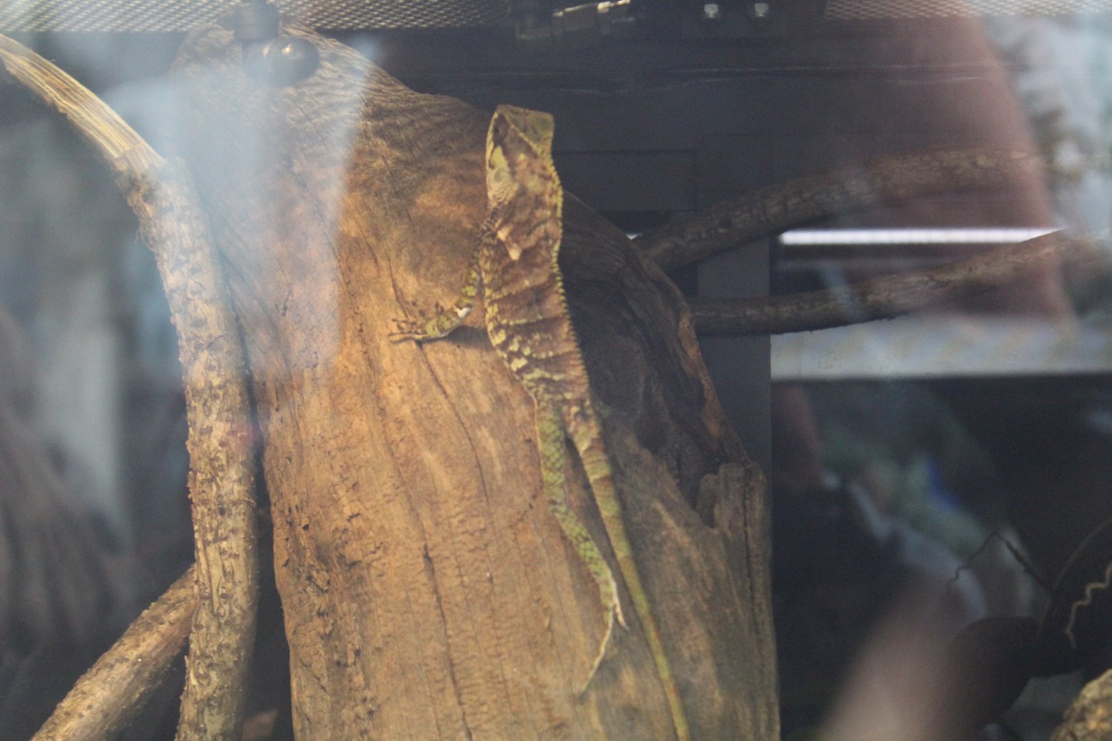 Casque-Headed Iguana- Species??