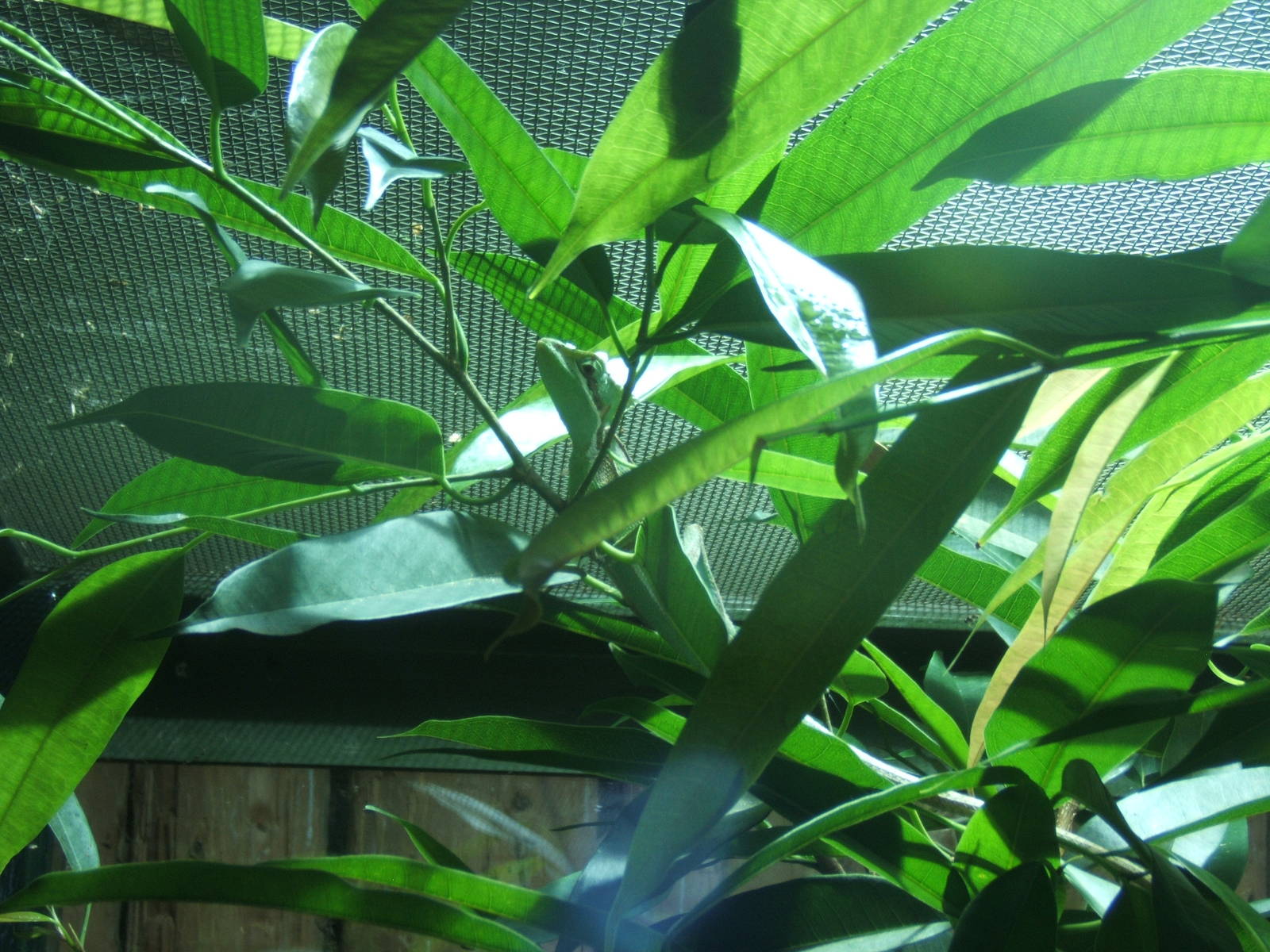 Casque Headed Iguana