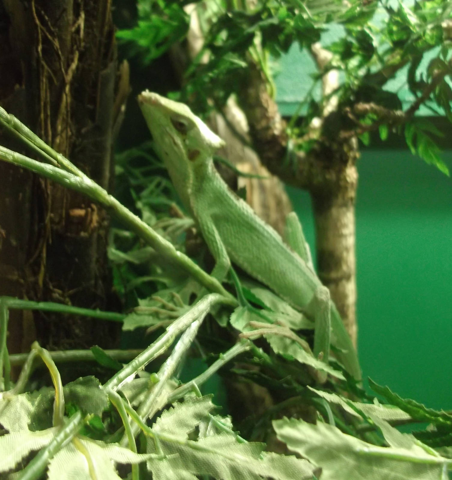 Casque Headed Iguana