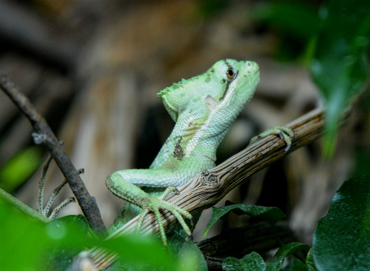 Casque-Headed Iguana