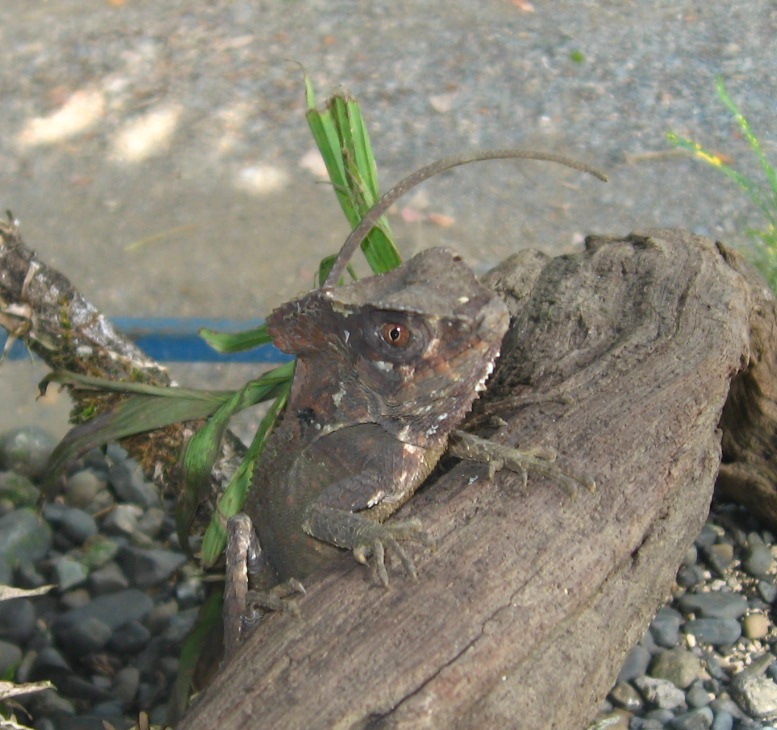 Casque-Headed Iguana