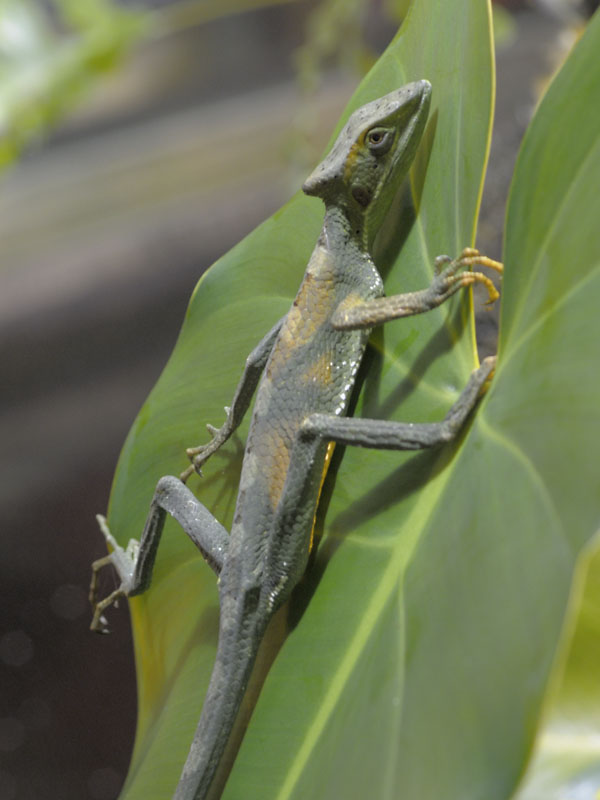 Casque-headed lizard