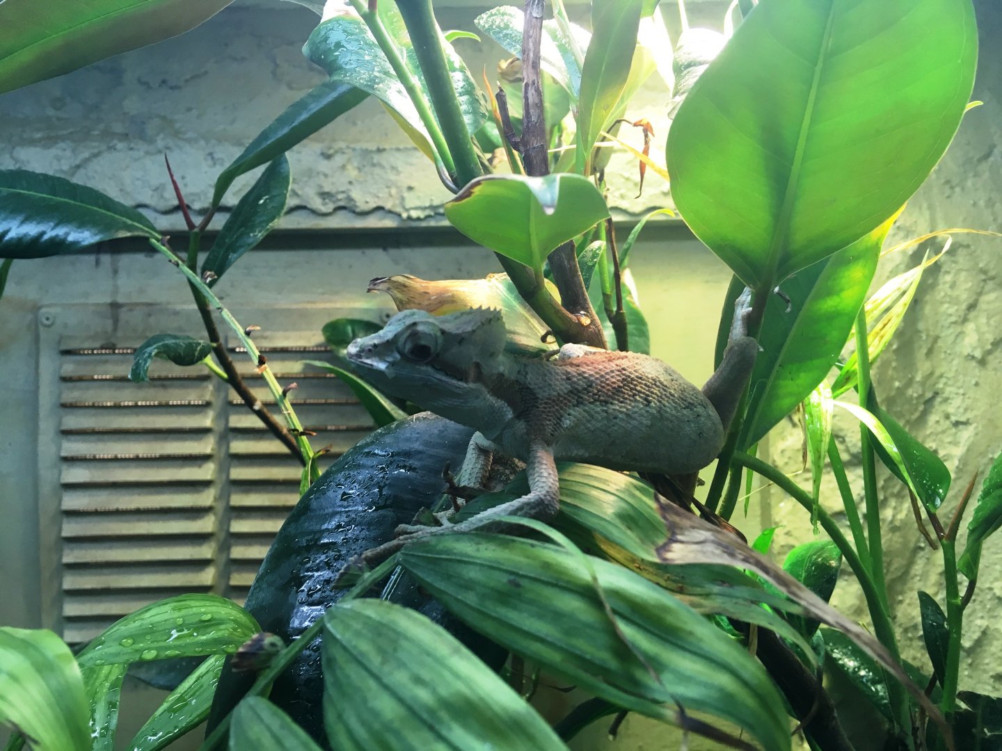 Casquehead iguana (Laemanctus serratus) at the Reptile Village Conservation Zoo
