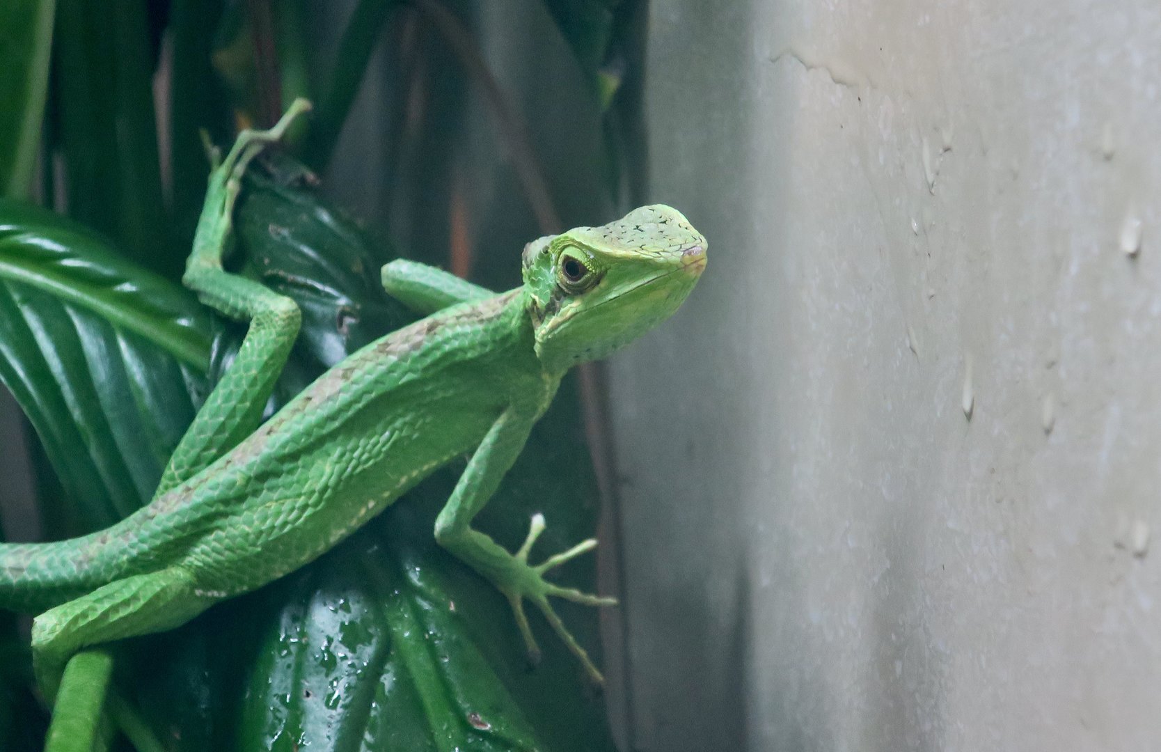 Casquehead Iguana (Laemanctus sp.)