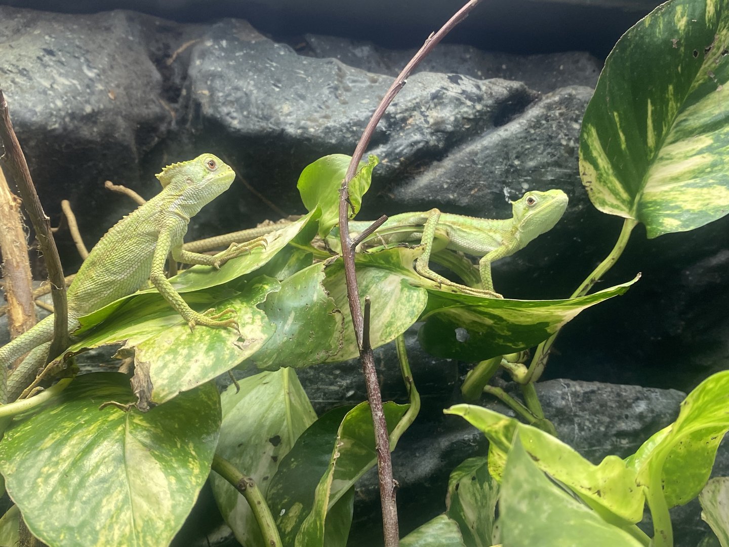 Casqueheaded iguanas 060523