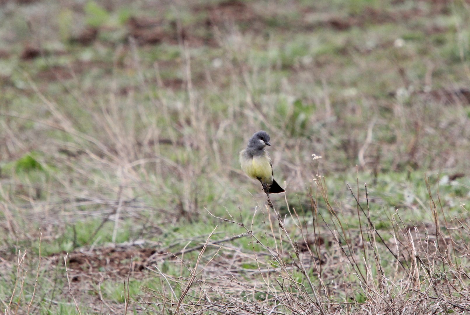 Cassin's kingbird (Tyrannus vociferans)