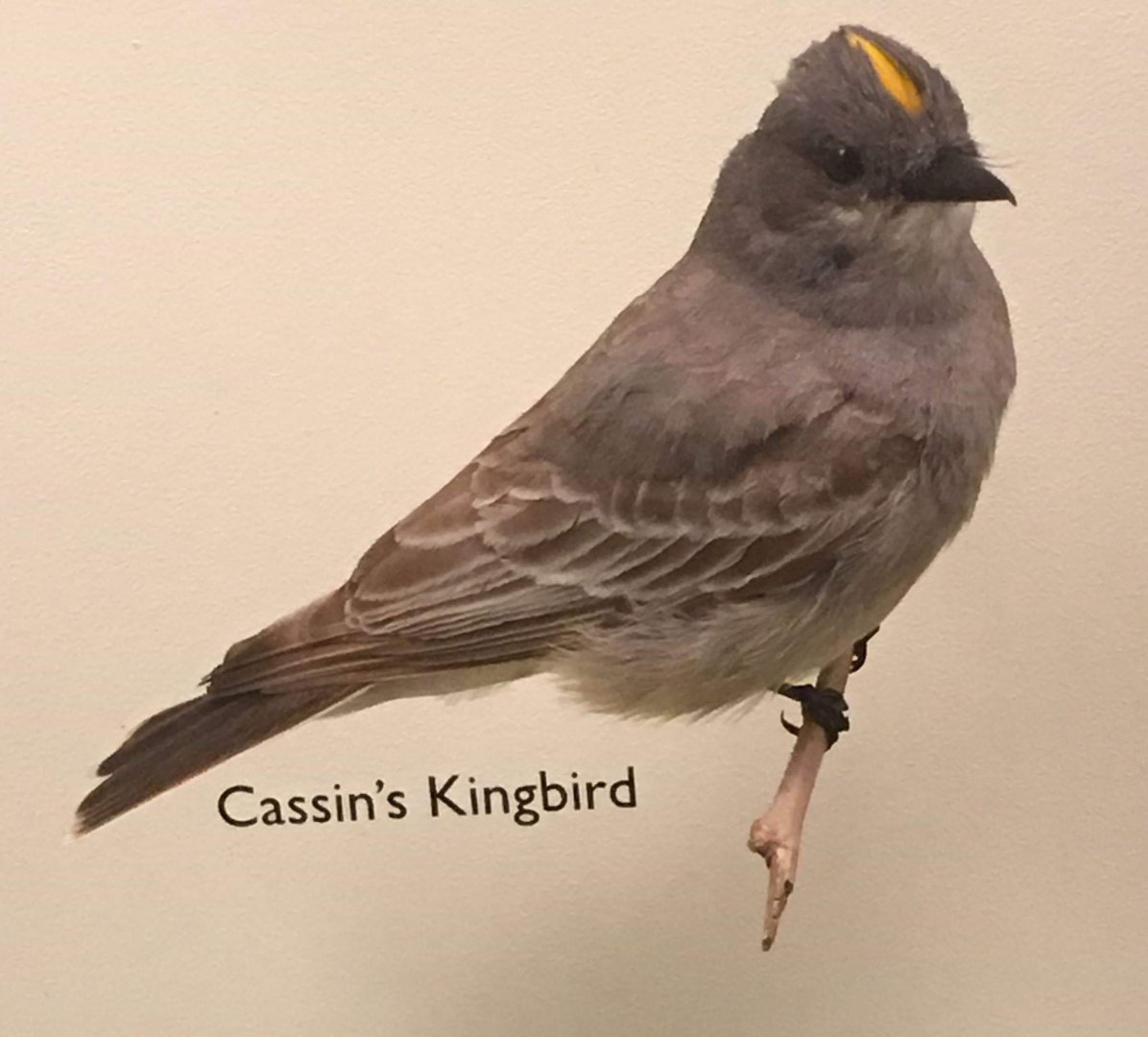 Cassin's kingbird (Tyrannus vociferans)