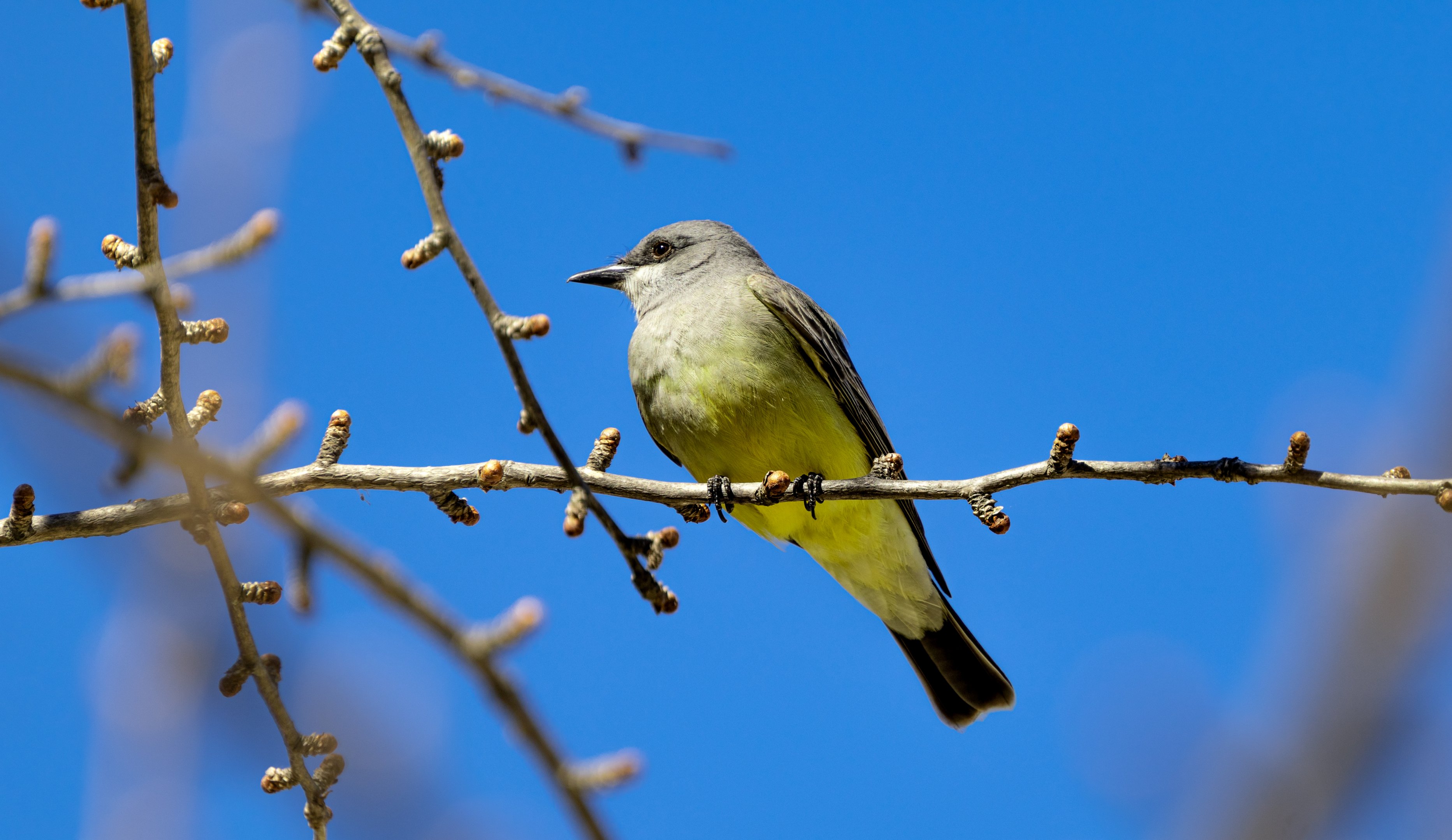 Cassin’s Kingbird(wild)