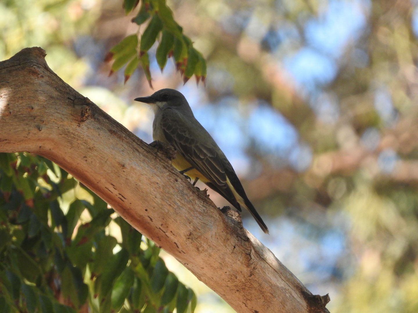Cassin's Kingbird