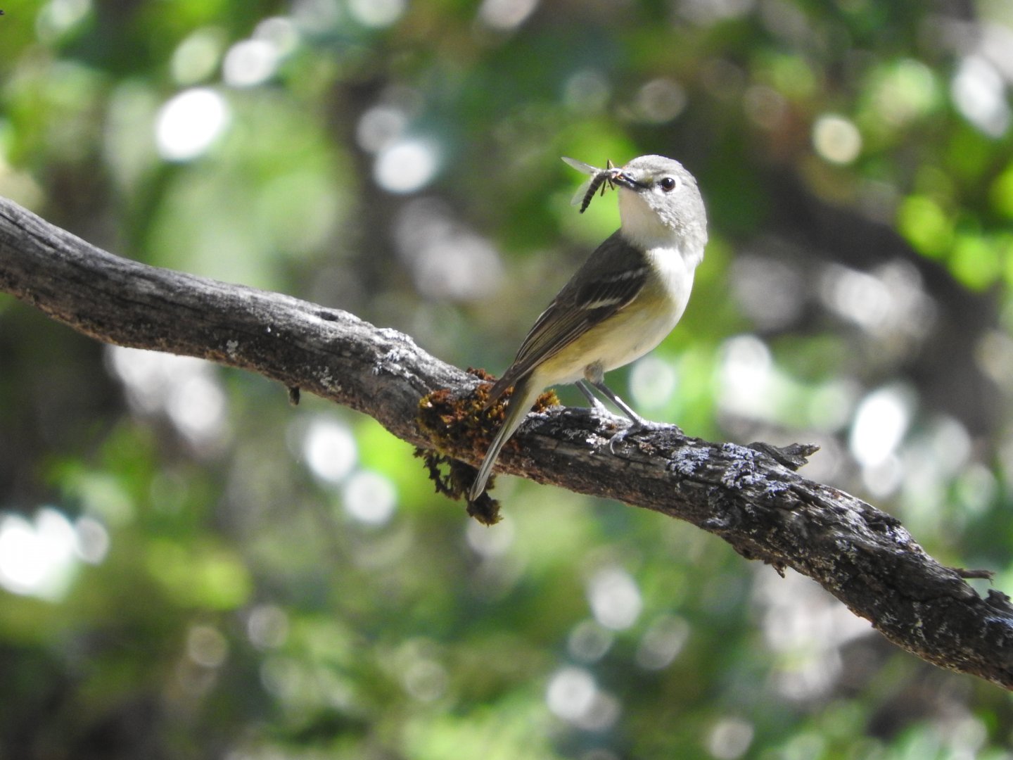 Cassin's Vireo