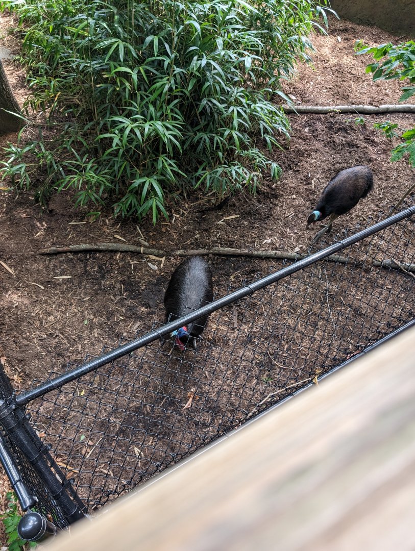 Cassowaries at the Greensboro Science Center